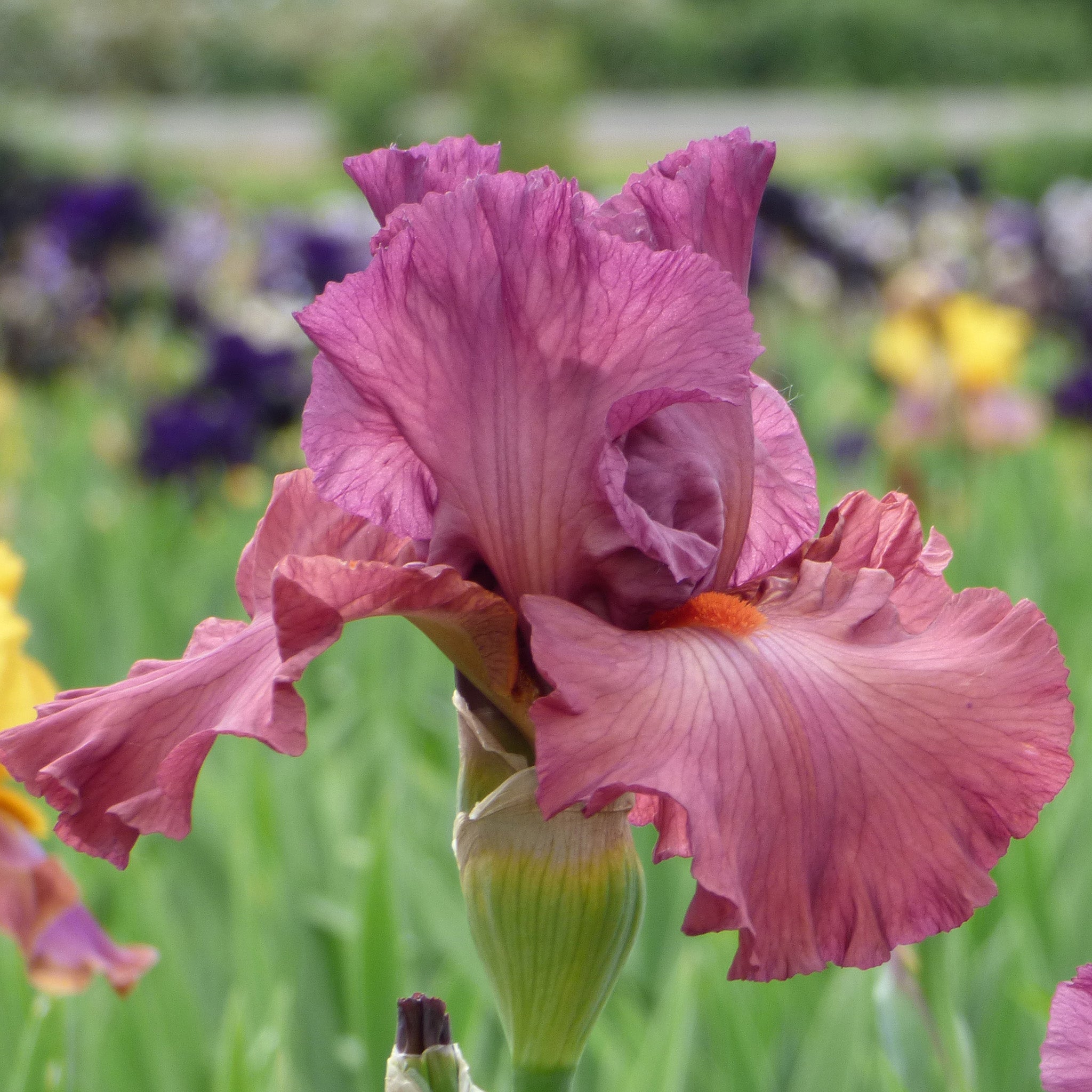 Iris, Bearded, Code Red