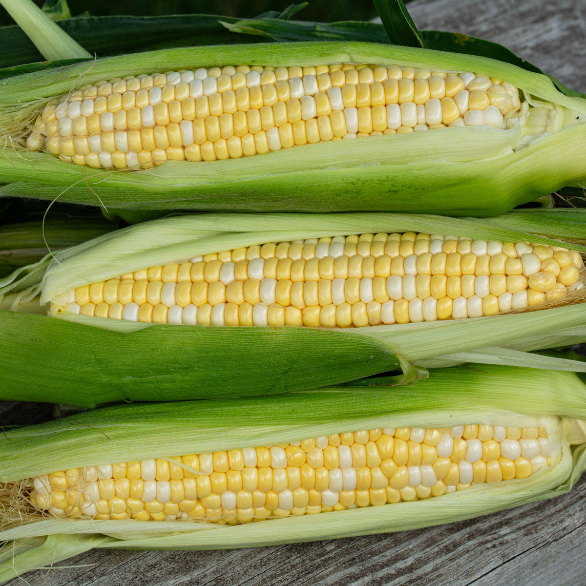 Sweet Corn, Butter & Sugar Bicolor Hybrid, Treated