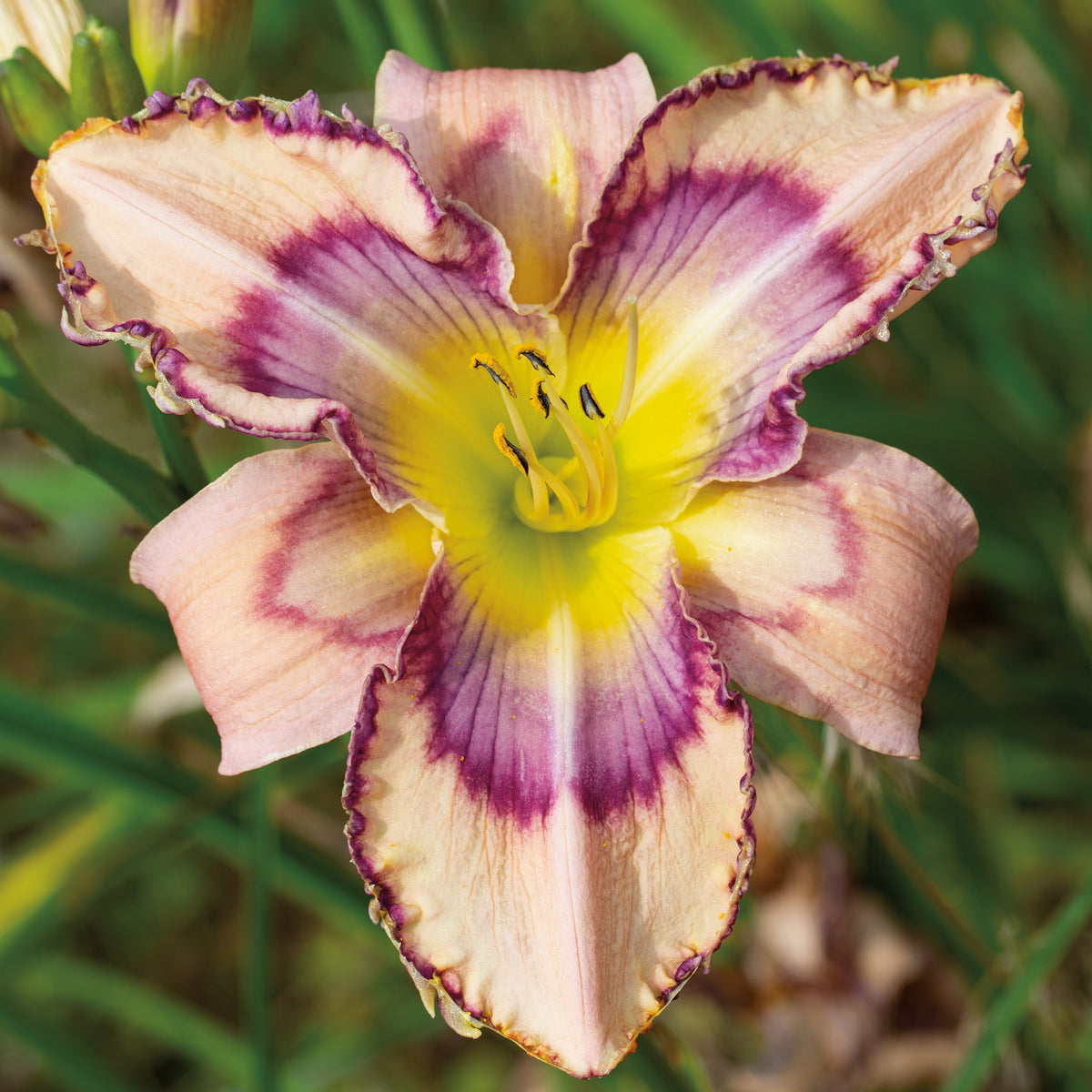 Daylily, Handwriting on the Wall