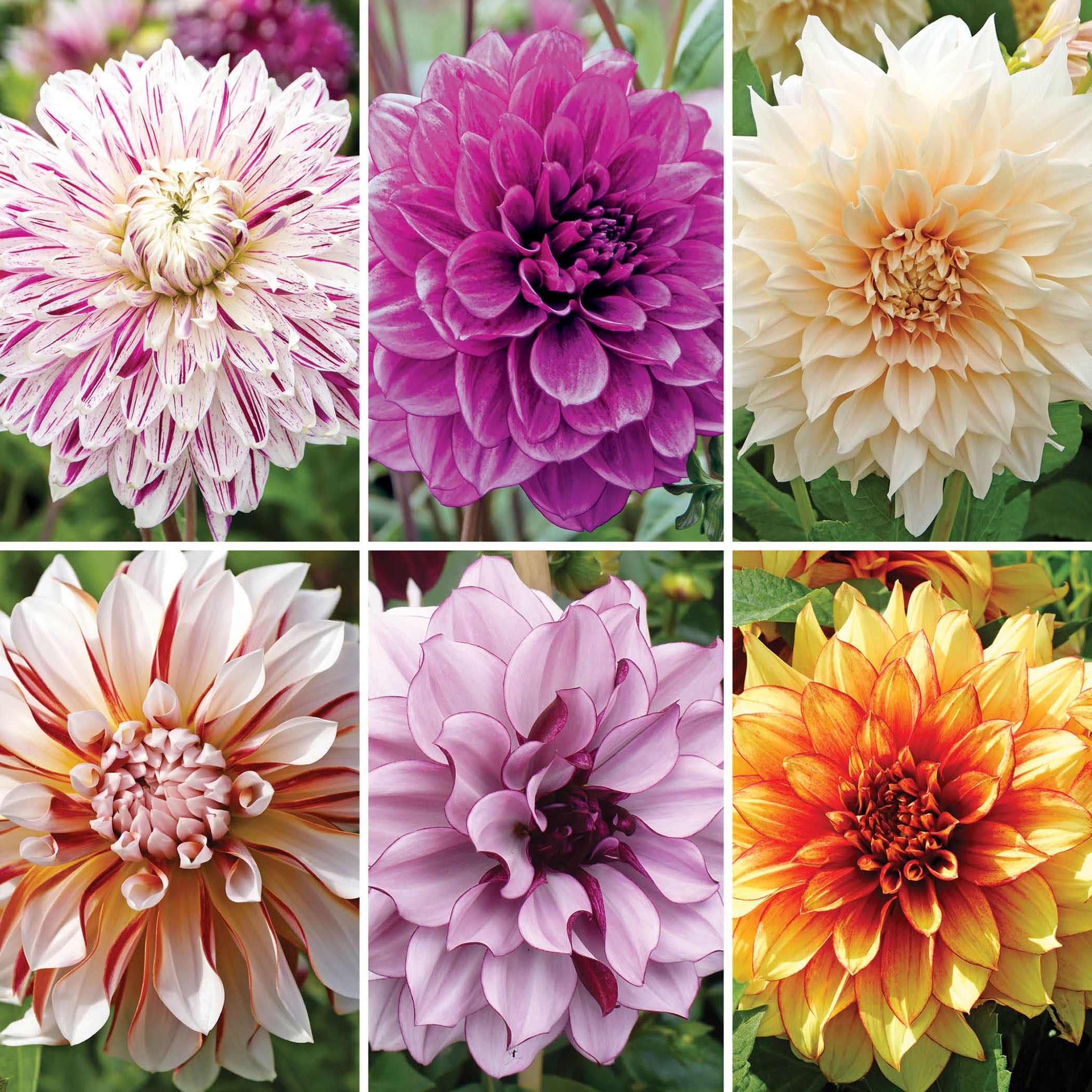 Dahlia Offer #1