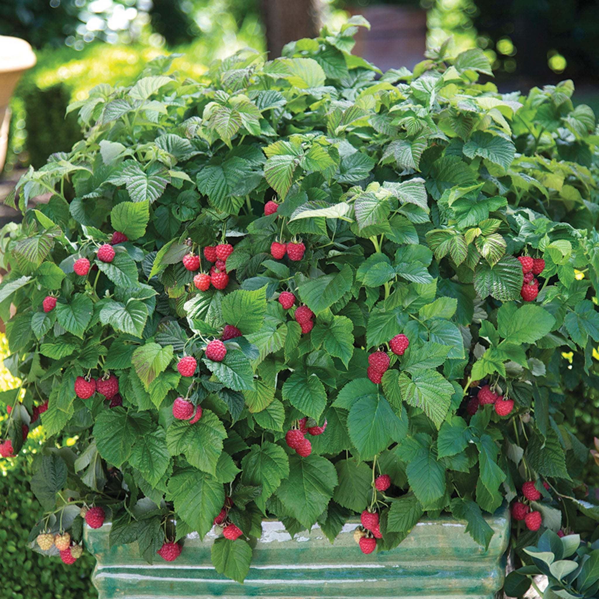Raspberry, Bushel and Berry®, Raspberry Shortcake®