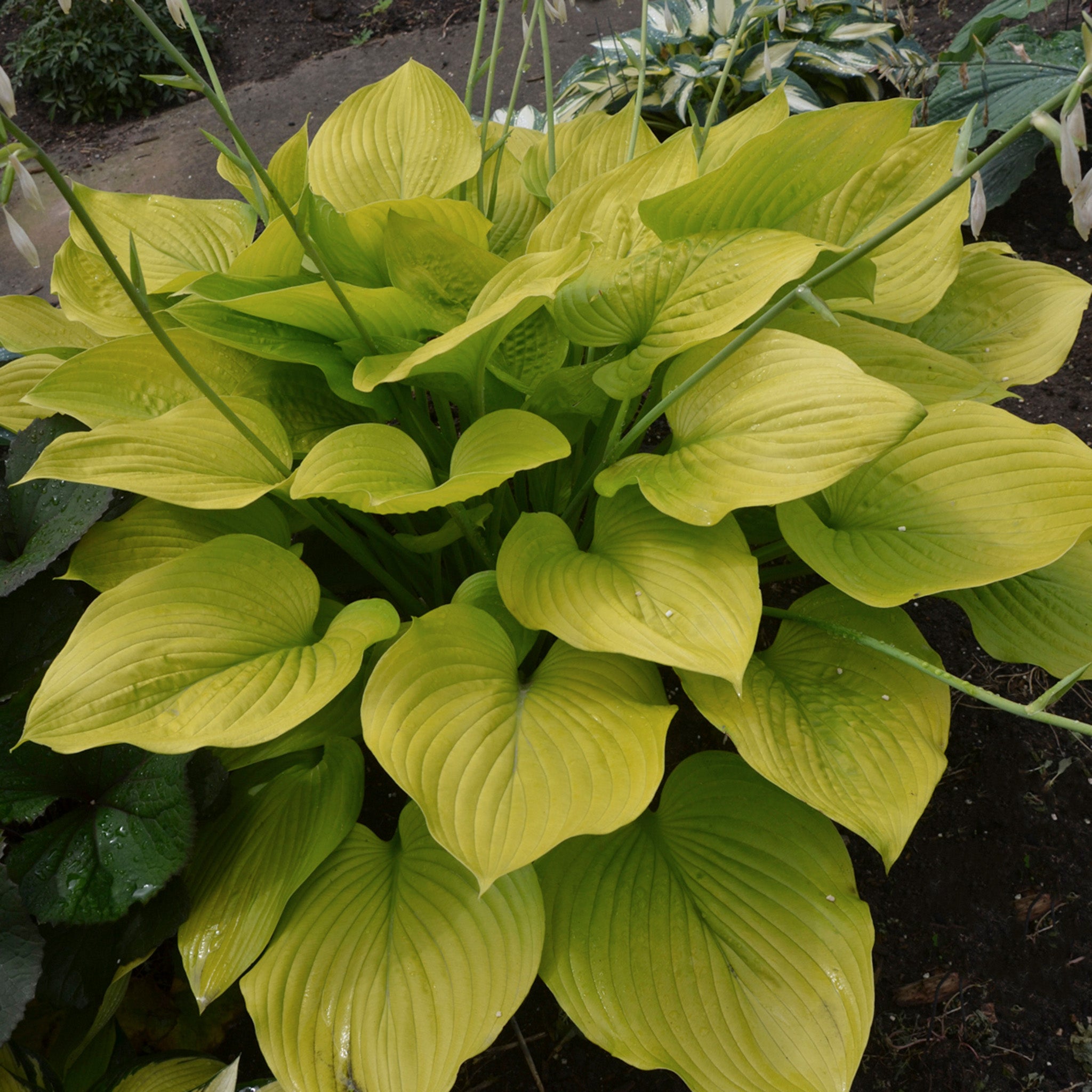 Hosta, Age of Gold