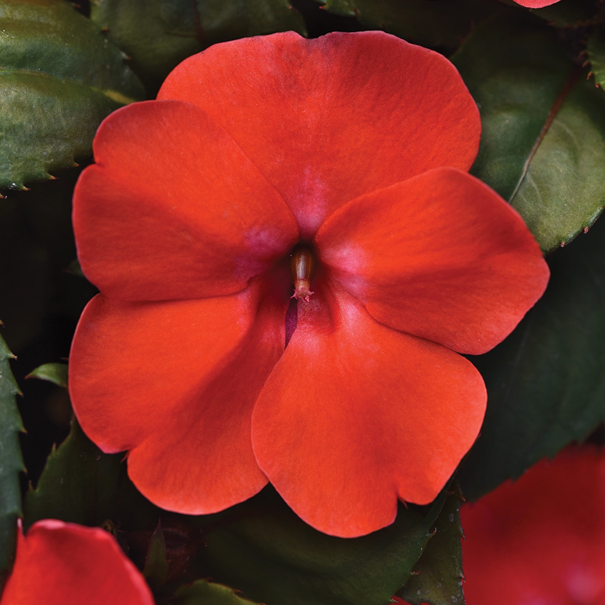 Impatiens, Solarscape™ Orange Burst Hybrid