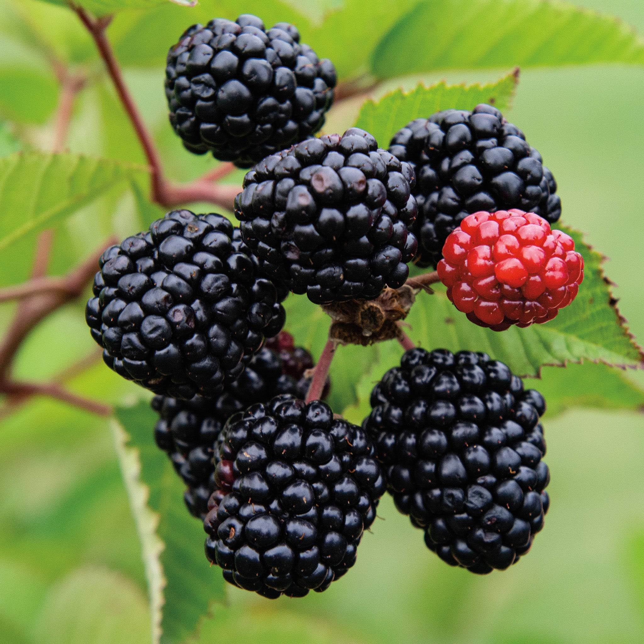 Blackberry, Prime-Ark® Freedom Thornless