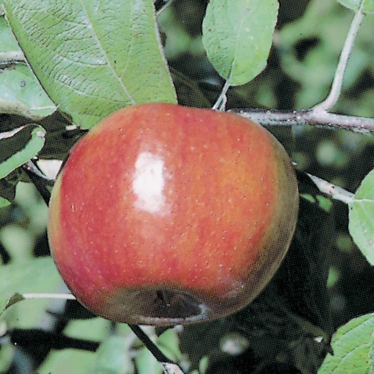 Apple, Semi-Dwarf, Liberty