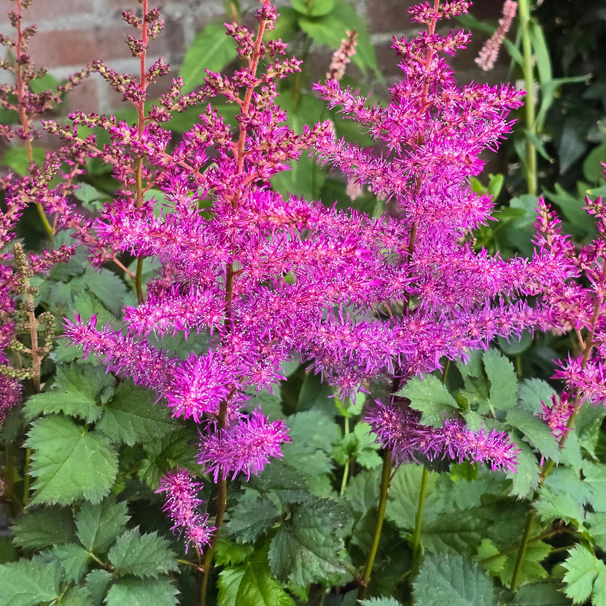 Astilbe, Mighty® Max