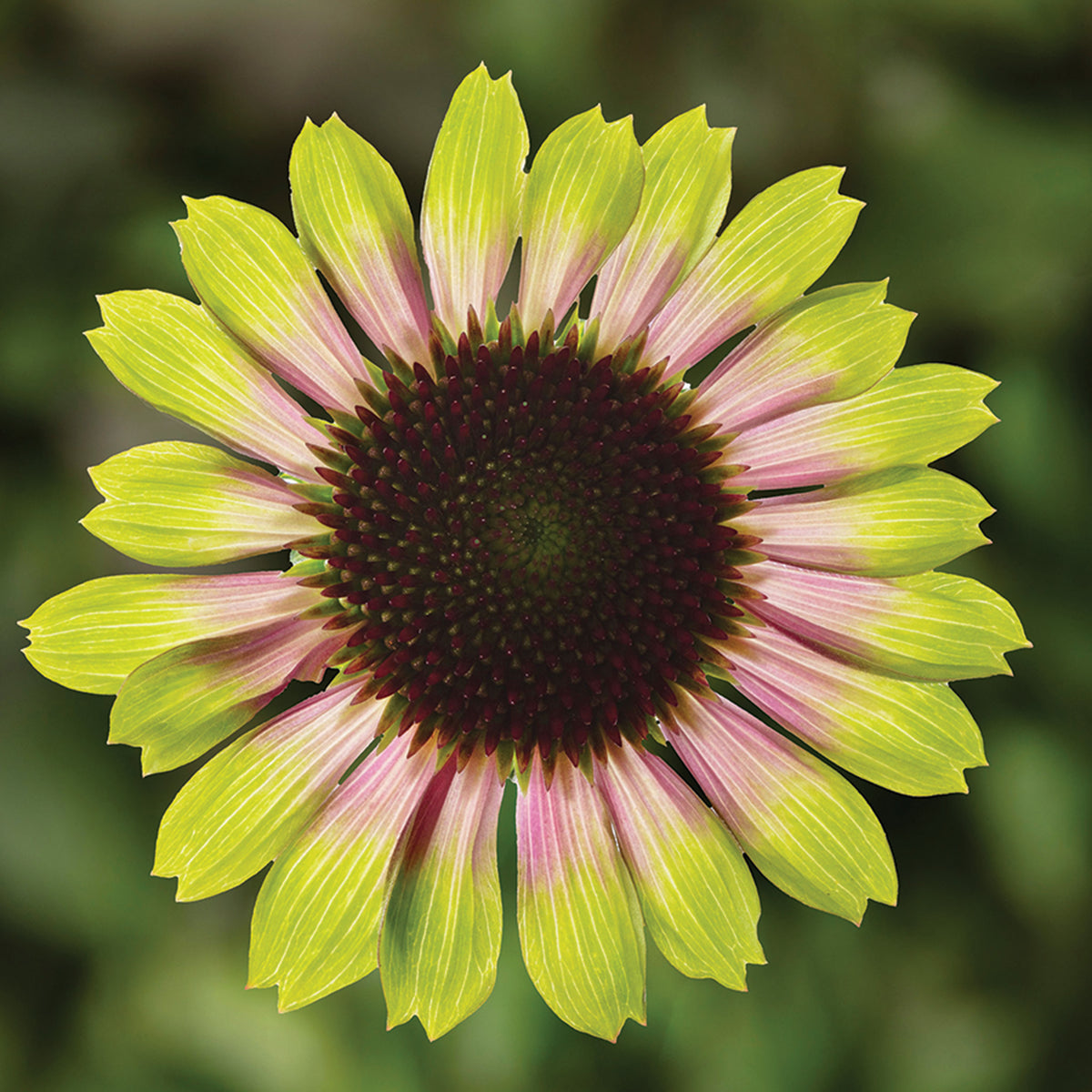 Echinacea, Prairie Blaze™ Vintage Lime