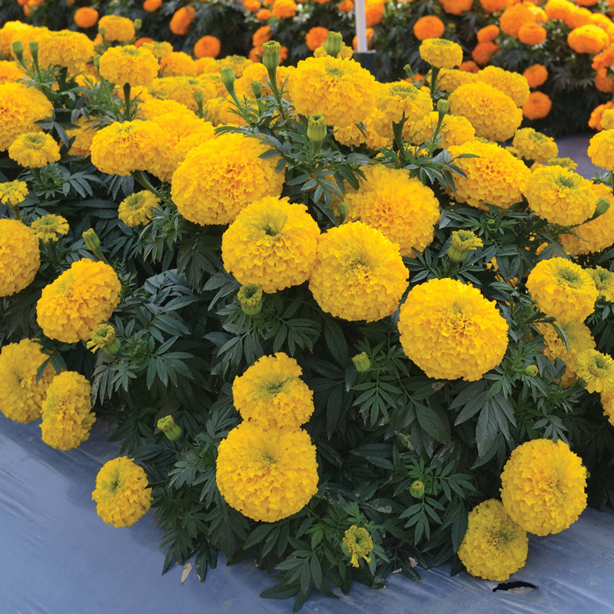 Marigold, Big Duck® Gold Hybrid