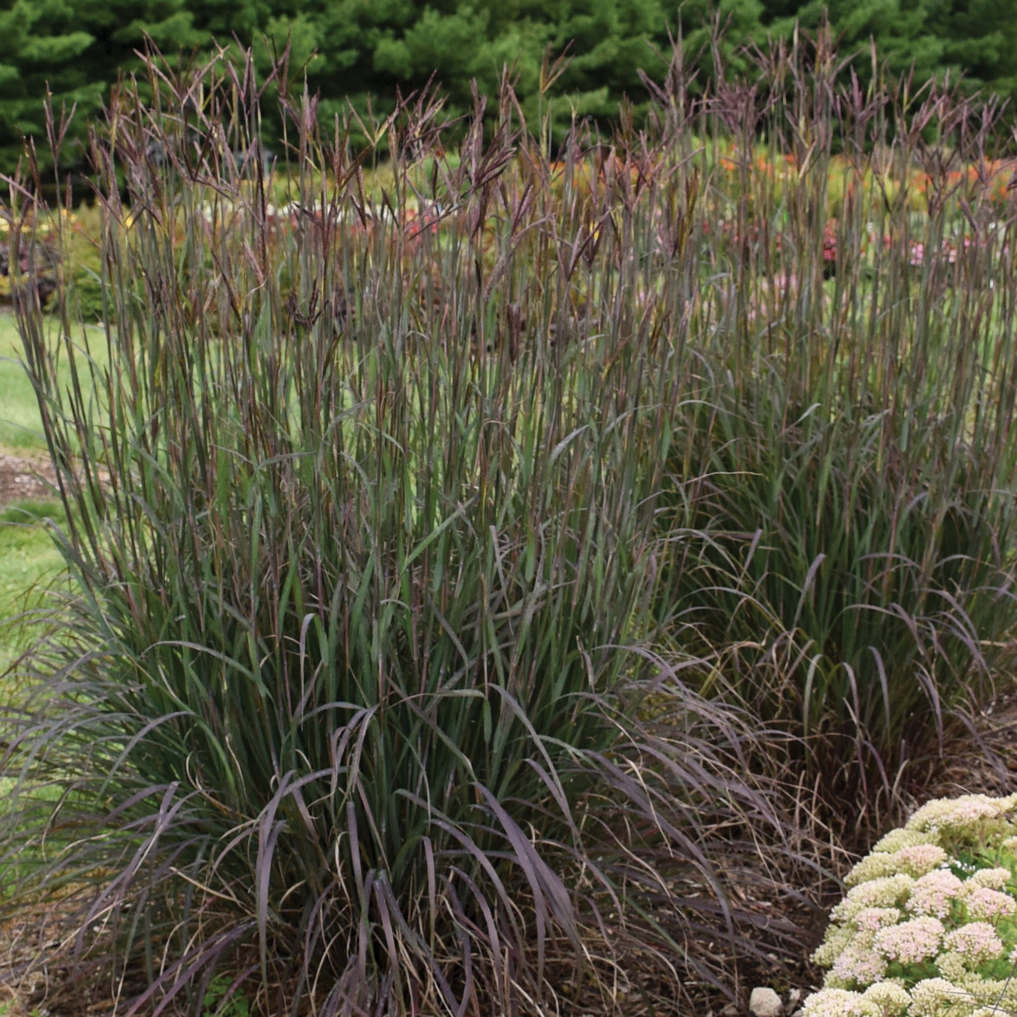 Grass, Blackhawks Big Bluestem