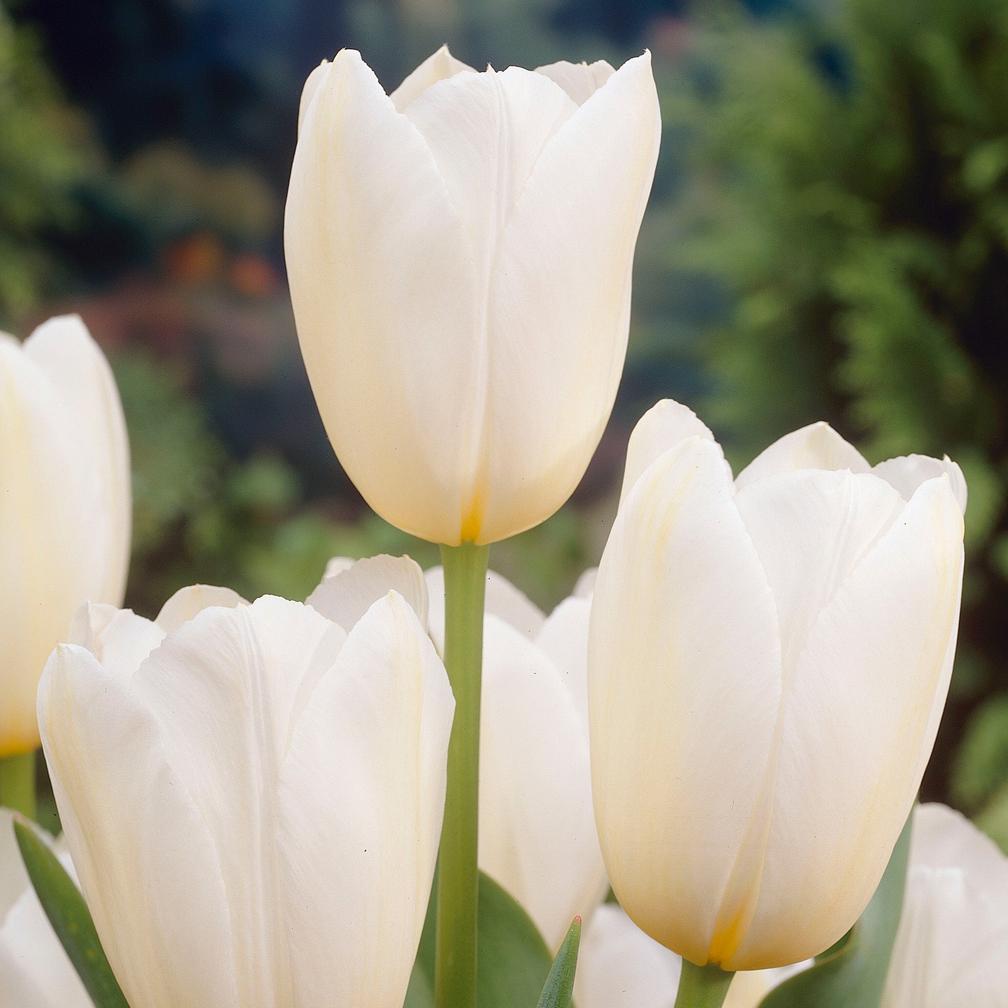 Tulip, Catherina, 10 Pack