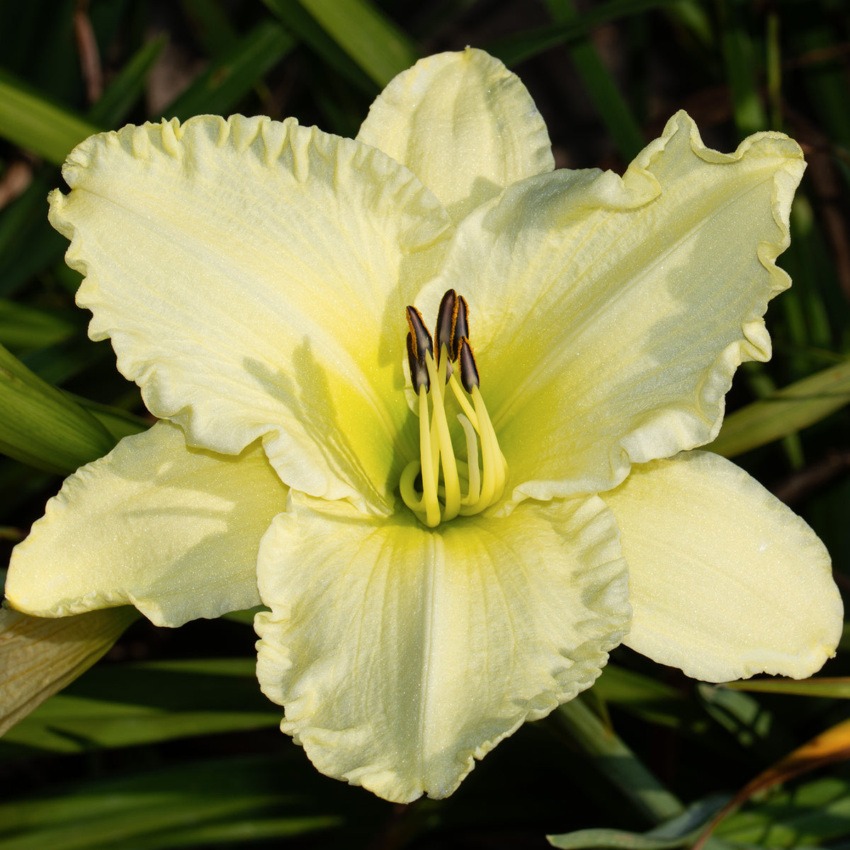 Daylily, Sunday Gloves
