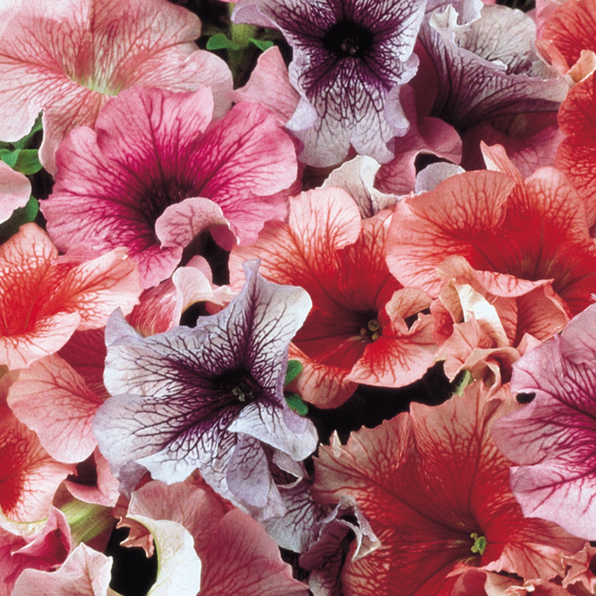Petunia, Daddy® Veined Mix Hybrid