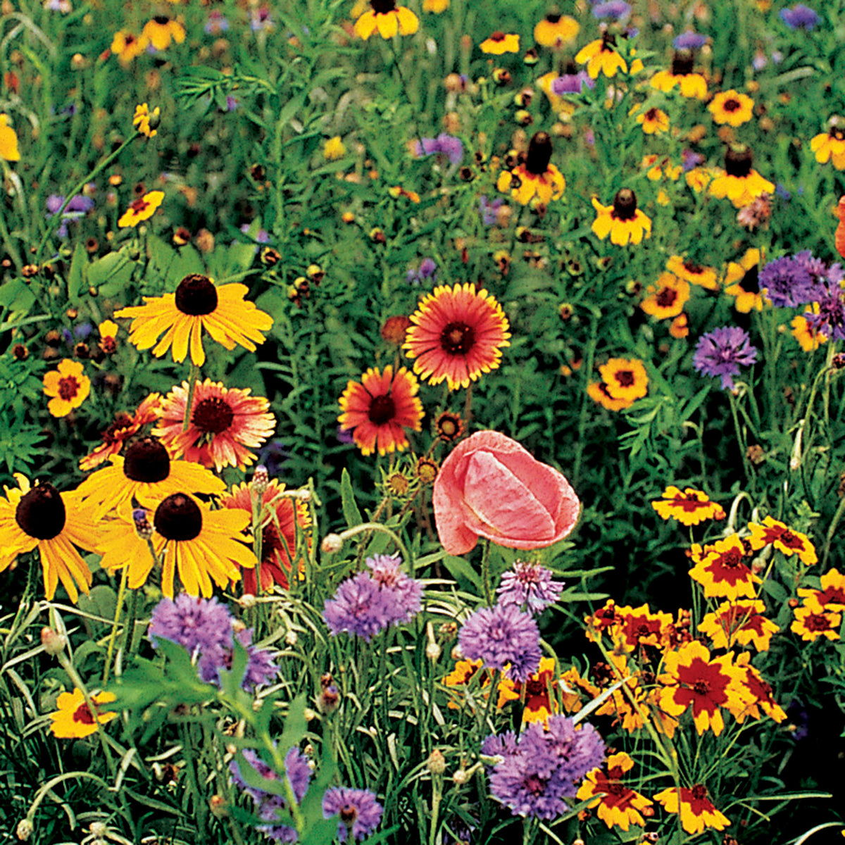Wildflower, Midwest Mix