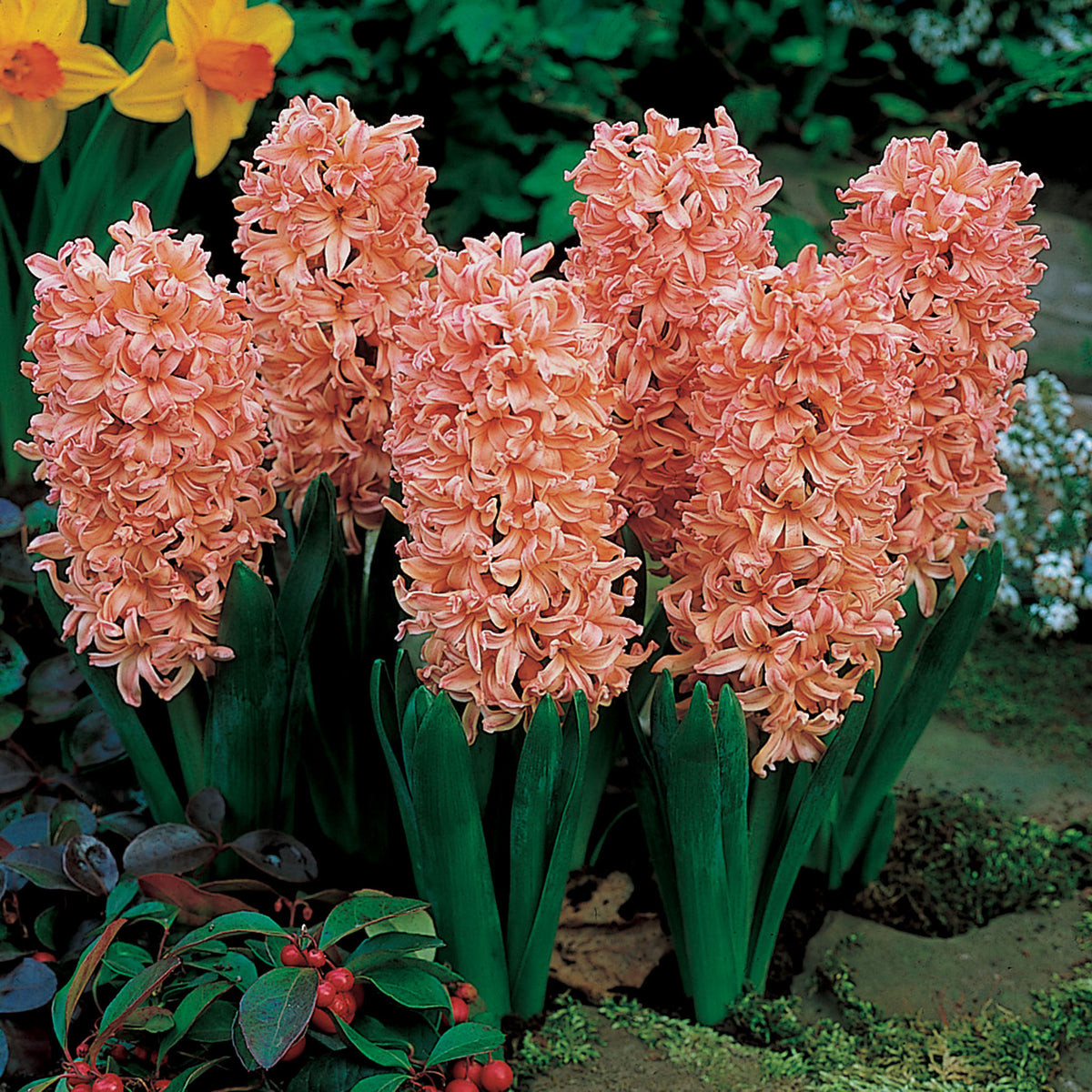 Hyacinth, Gypsy Queen, 10 Pack