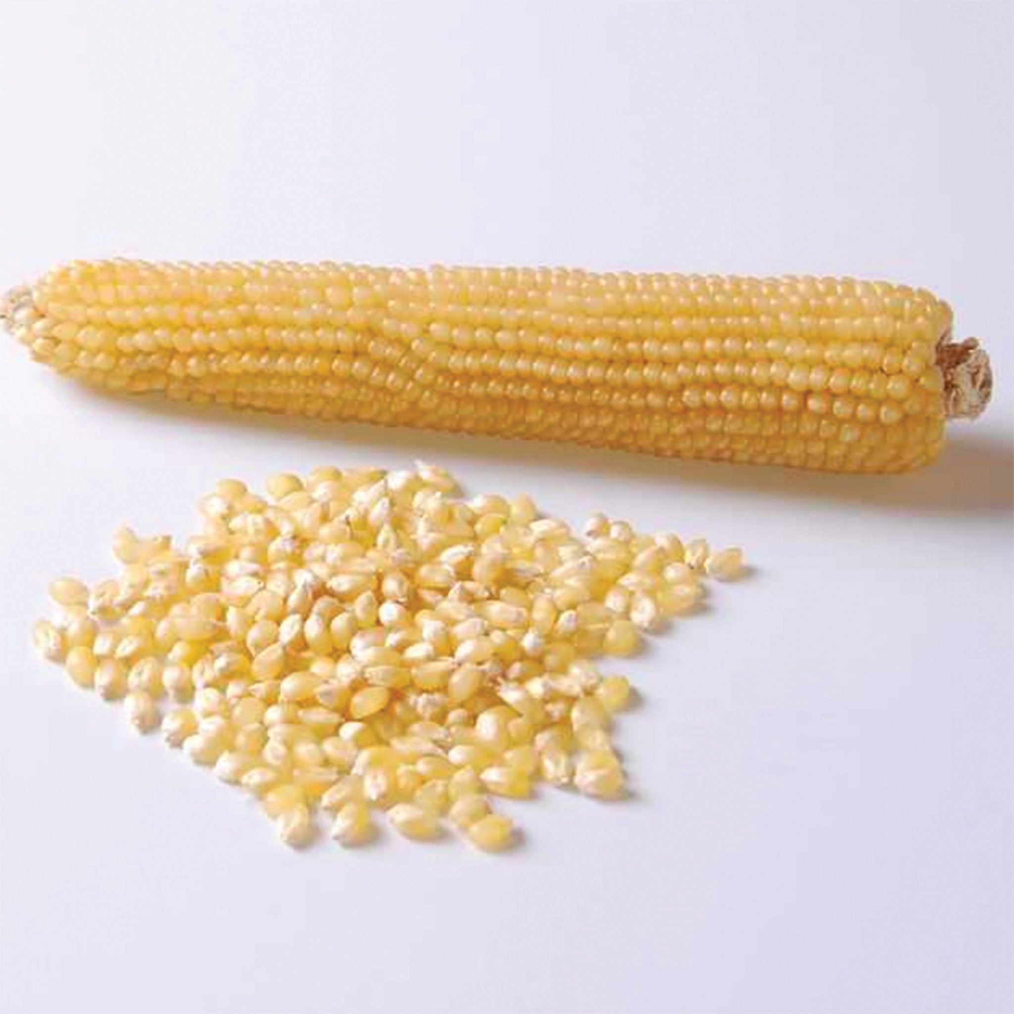 Popcorn, Robust White Hybrid