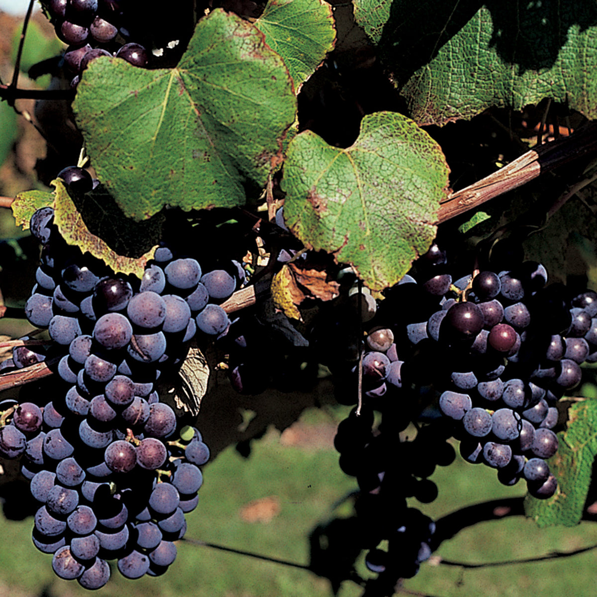 Grape, King of the North