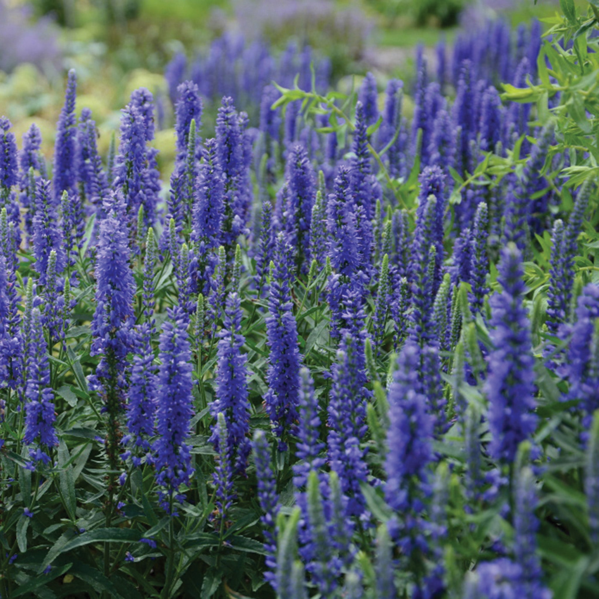 Veronica, Moody Blues® Dark Blue