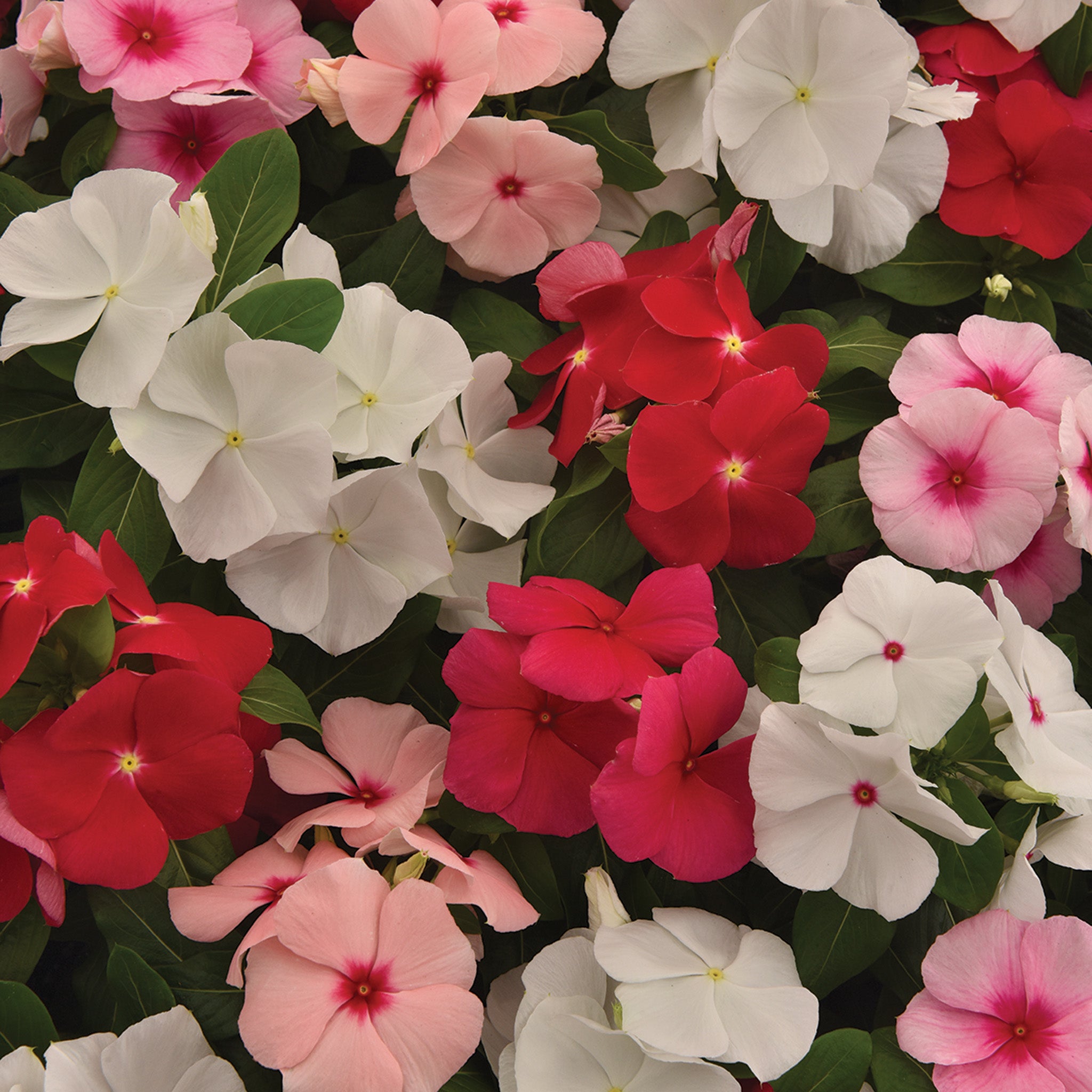 Vinca, Titan-ium™ Mix Hybrid