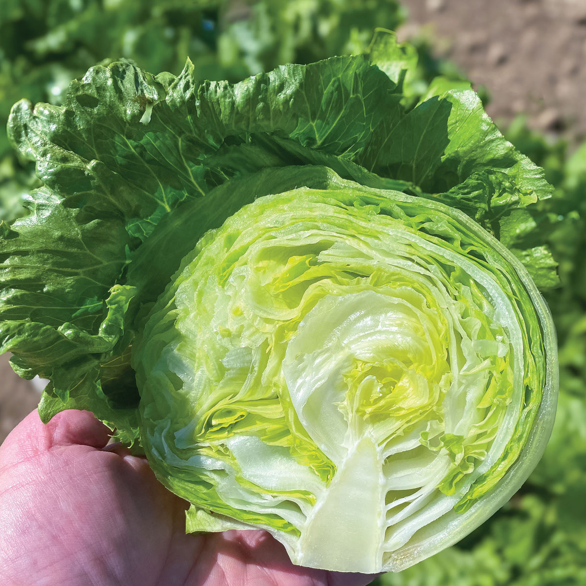 Lettuce, Head, Pint Size