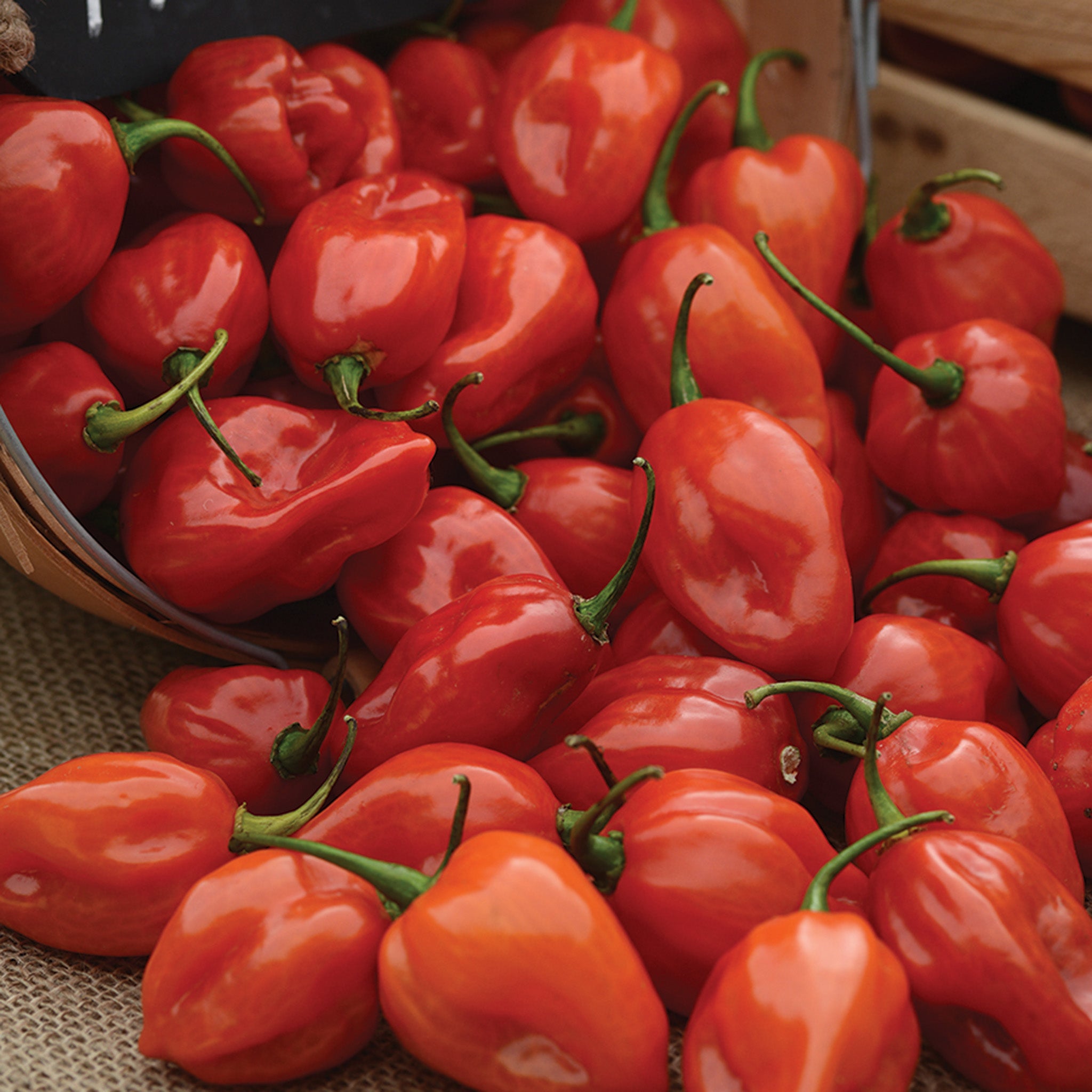 Pepper, Hot, Primero Red Habanero Hybrid