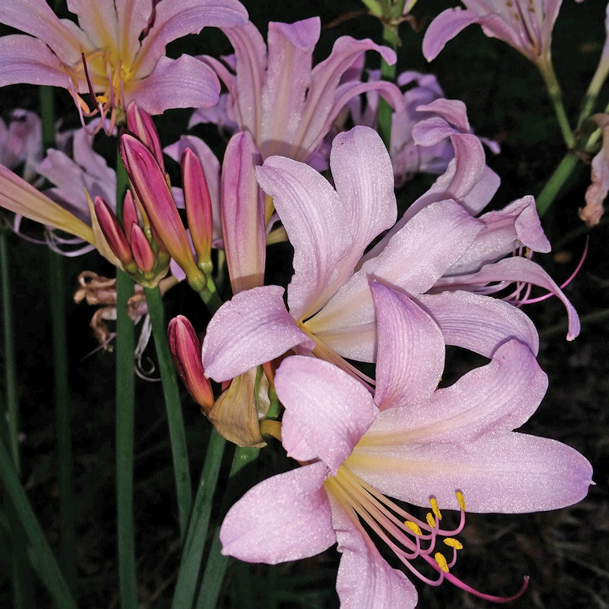 Lily, Surprise
