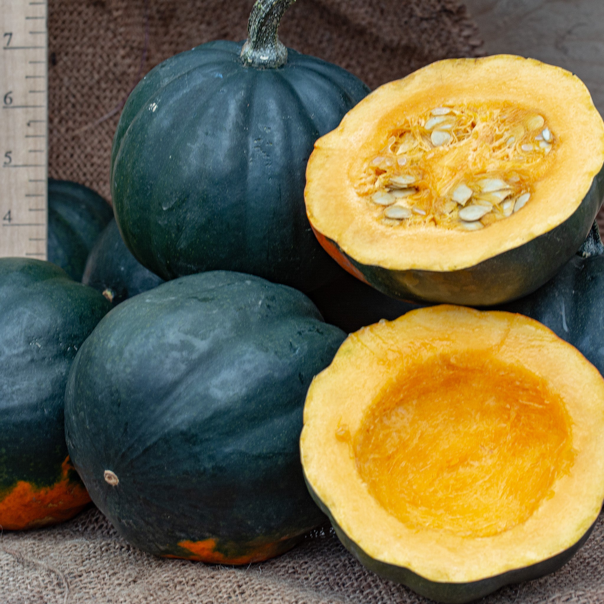 Squash, Winter, Honey Bear Hybrid
