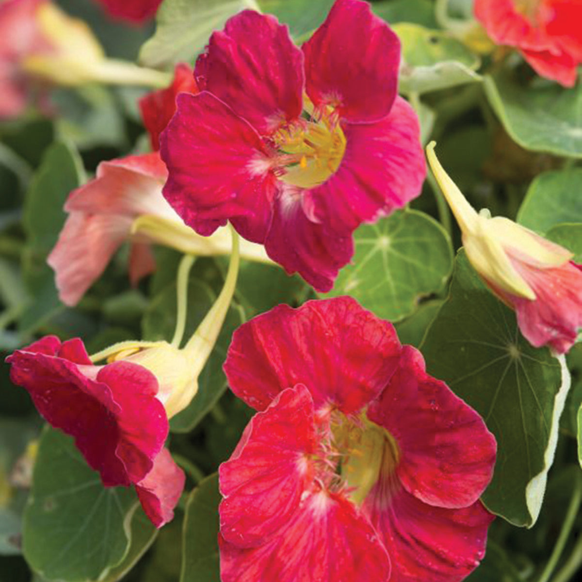 Nasturtium, Tip Top Rose