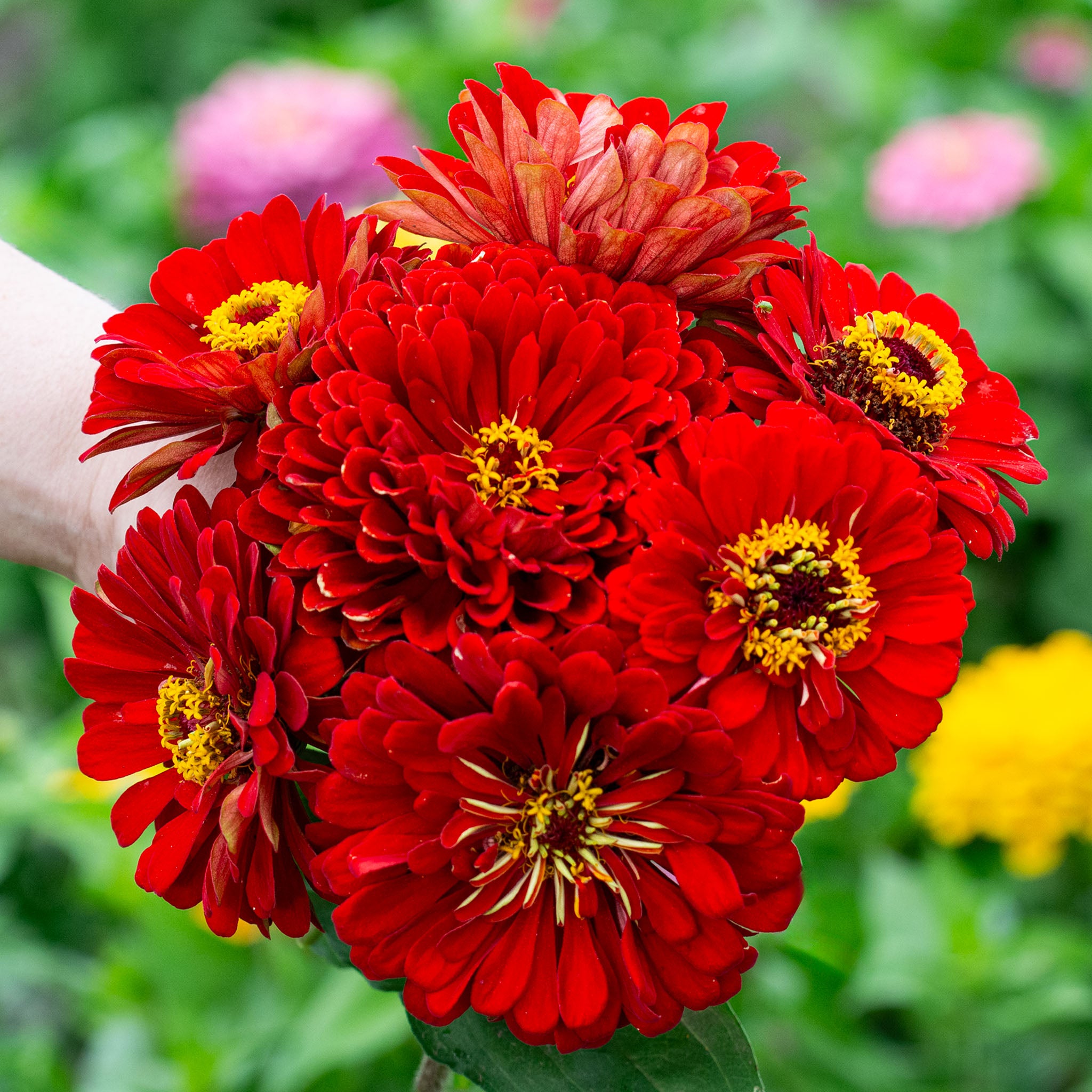 Zinnia, Super Giant Cherry Queen