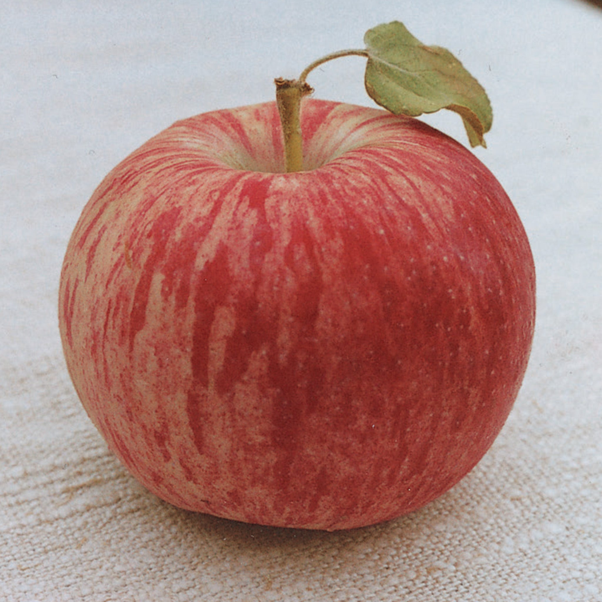 Apple, Semi-Dwarf, Duchess of Oldenburg
