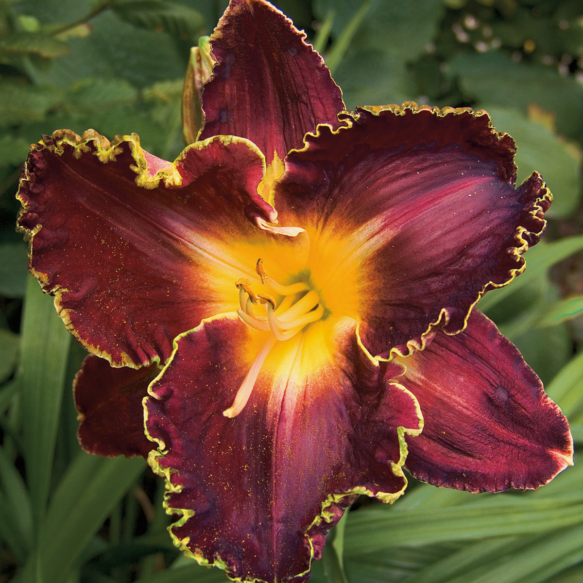 Daylily, Storm of the Century