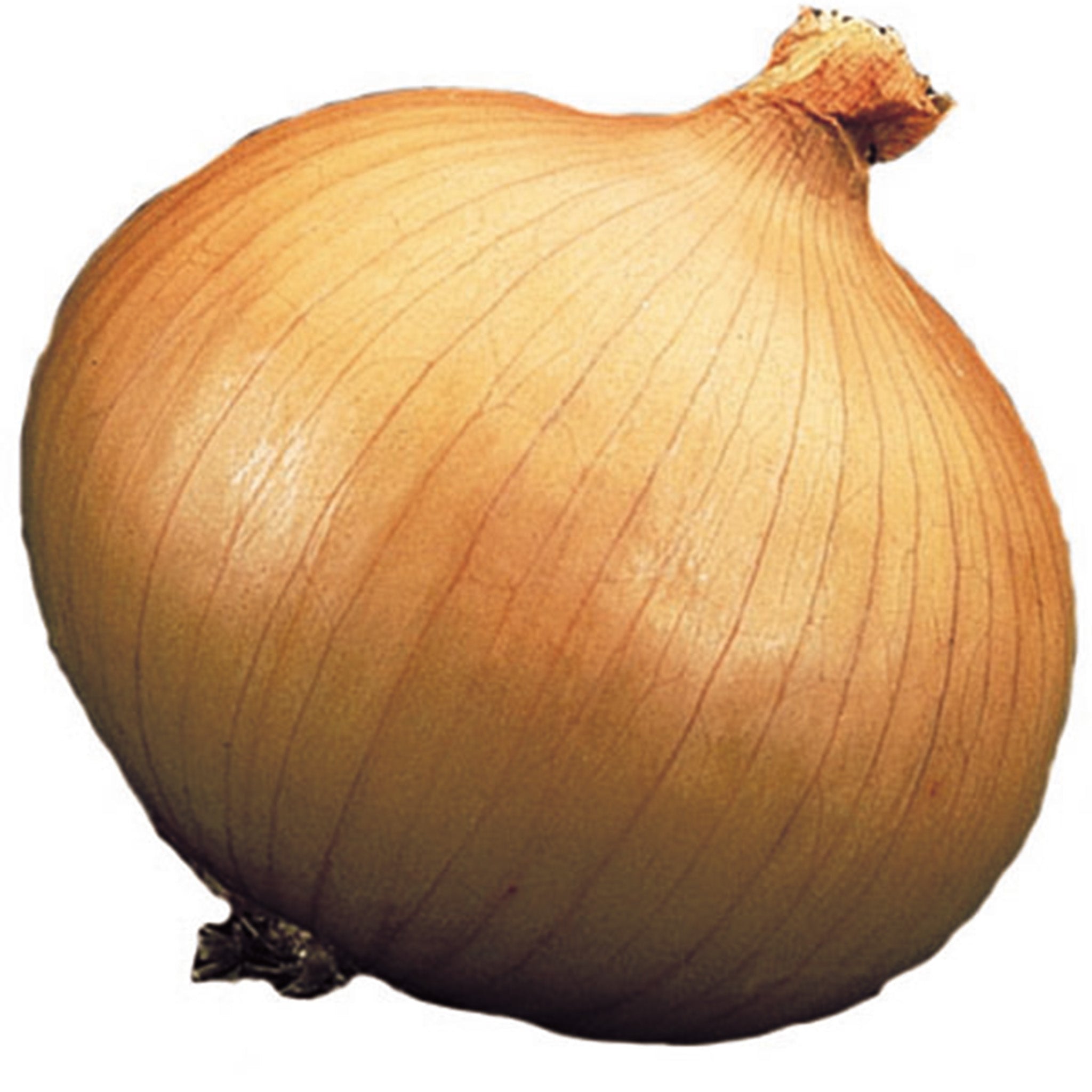 Onion, Yellow Granex Hybrid