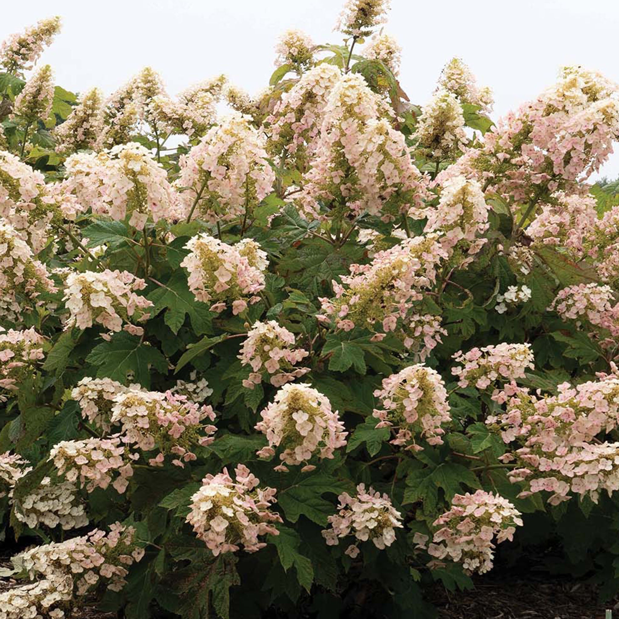 Hydrangea, Li'l Annie Oakleaf™ – Jung Seed Company