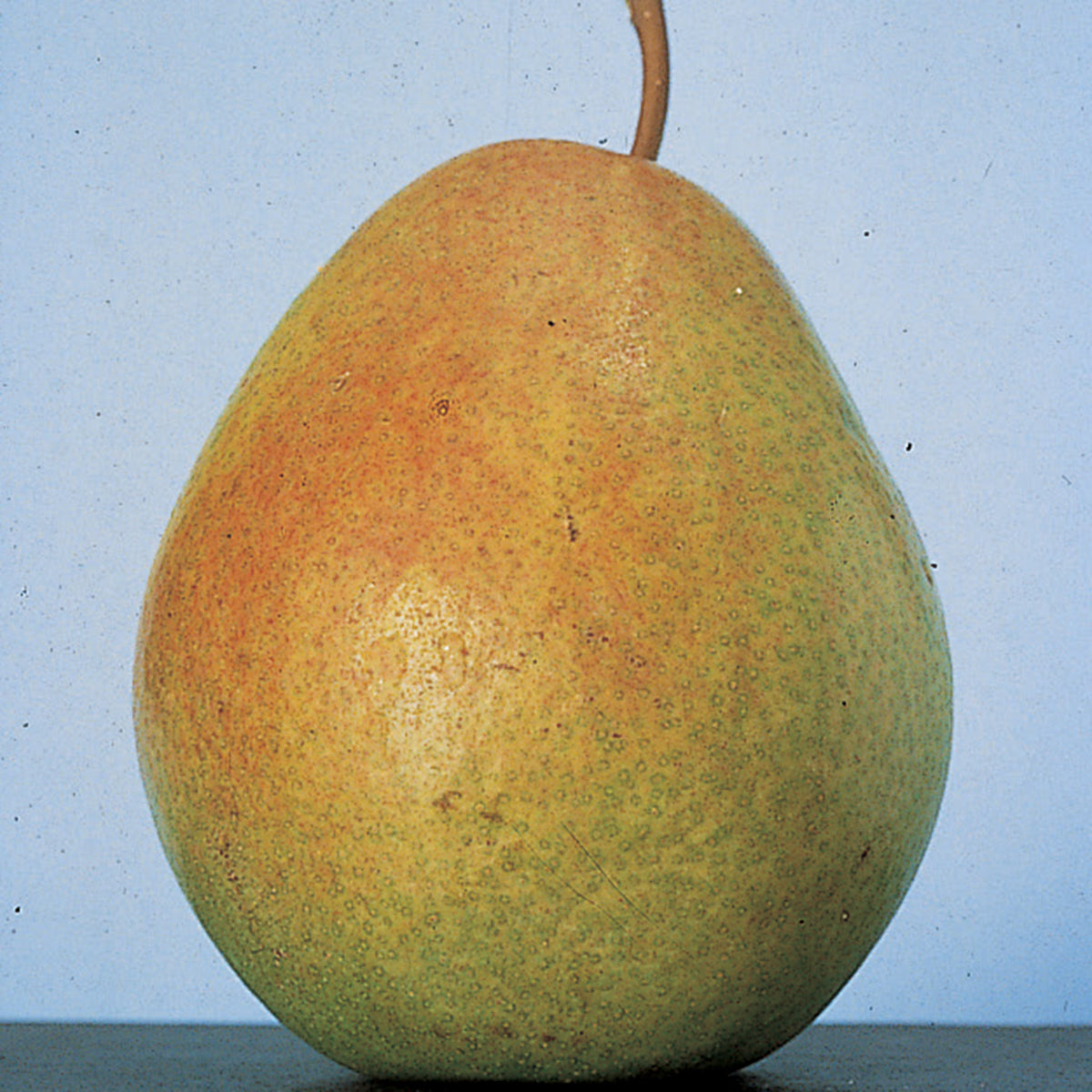 Pear, Standard, Flemish Beauty
