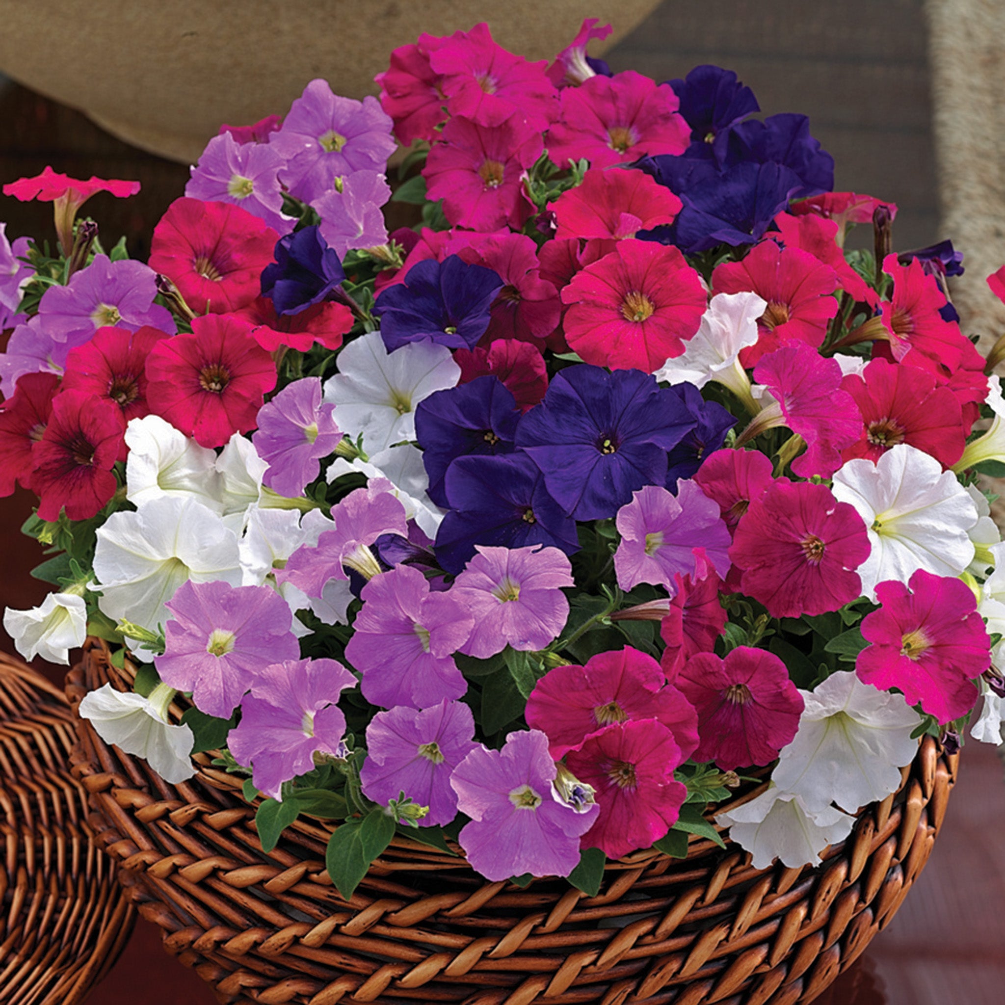 Petunia, Picobella™ Mix Hybrid