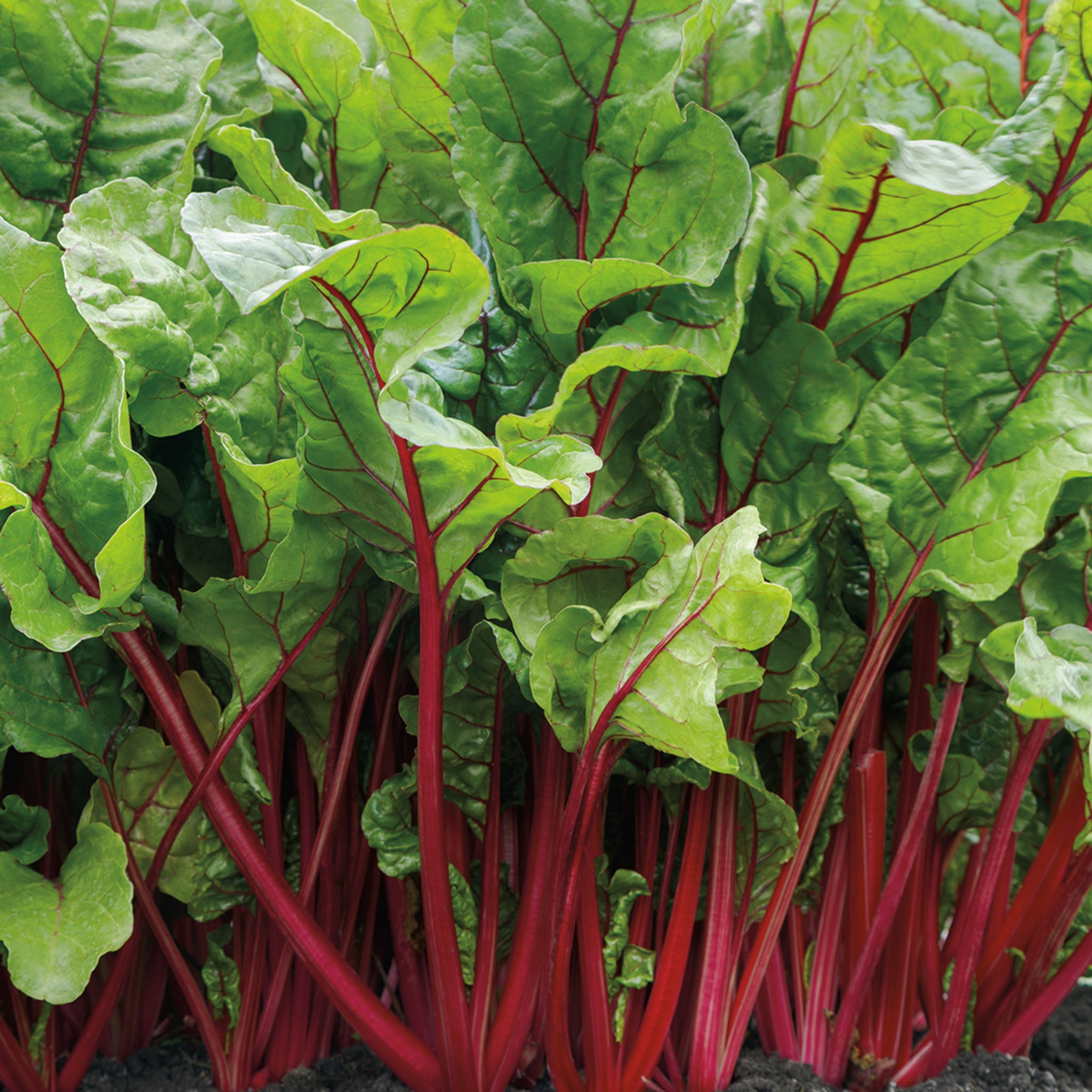 Swiss Chard, Fire Fresh Hybrid