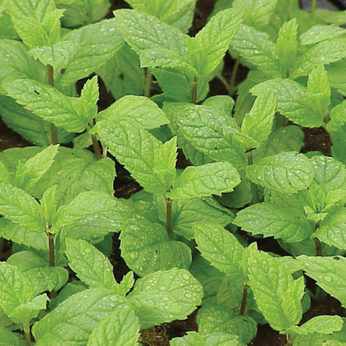 Peppermint