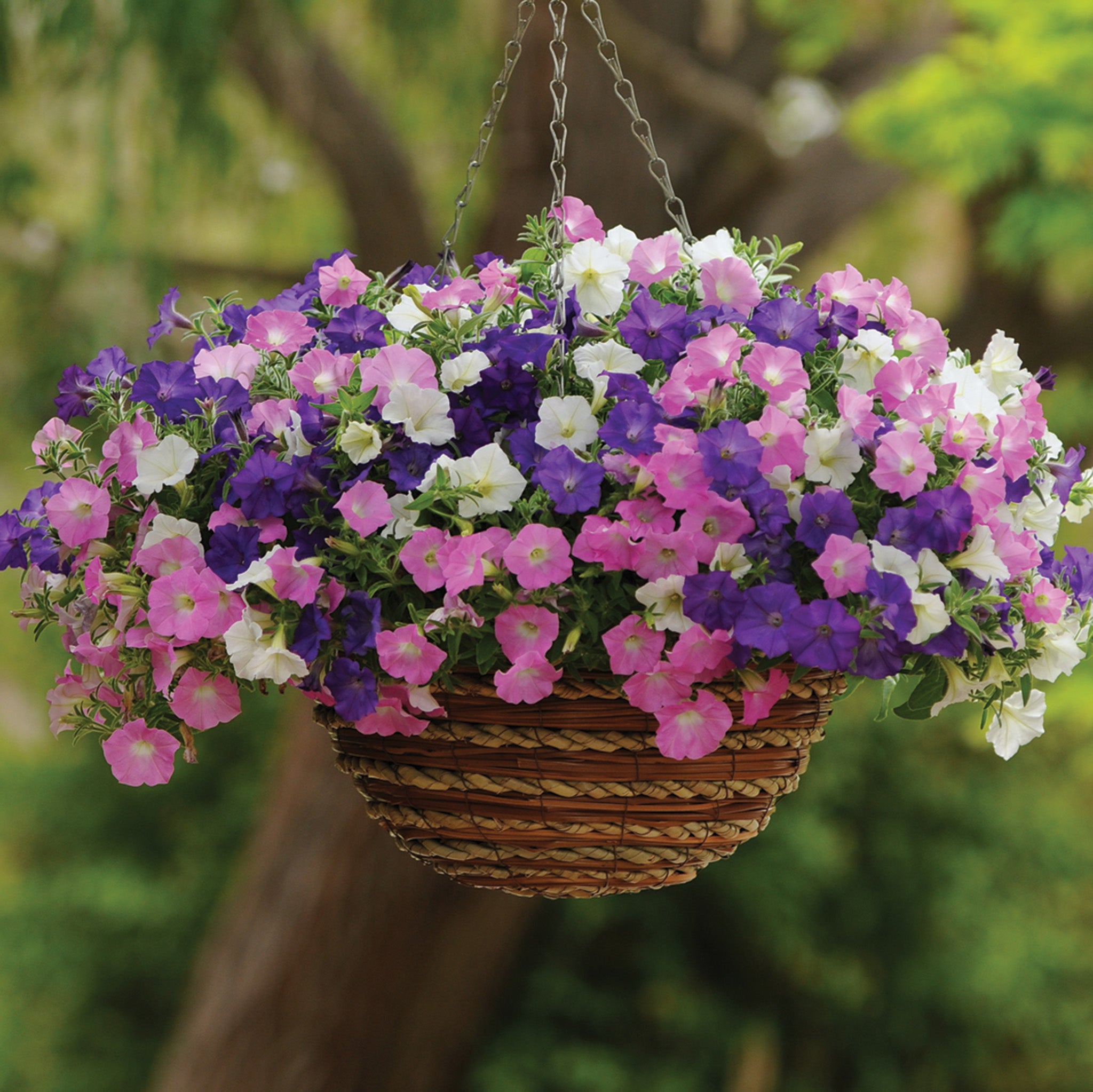 Petunia, Shock Wave® Spark Mix Hybrid