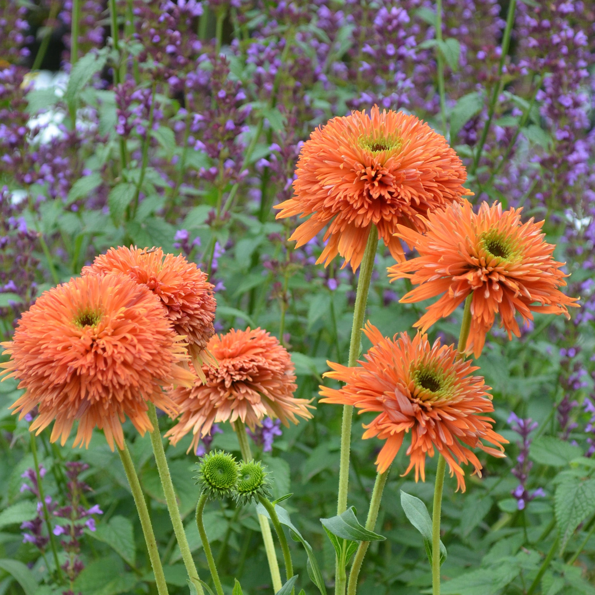 Echinacea, Colorburst Orange