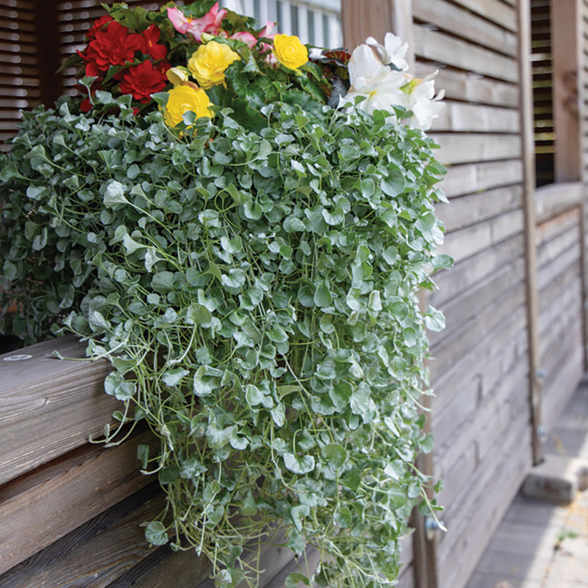 Dichondra, Silver Surfer™