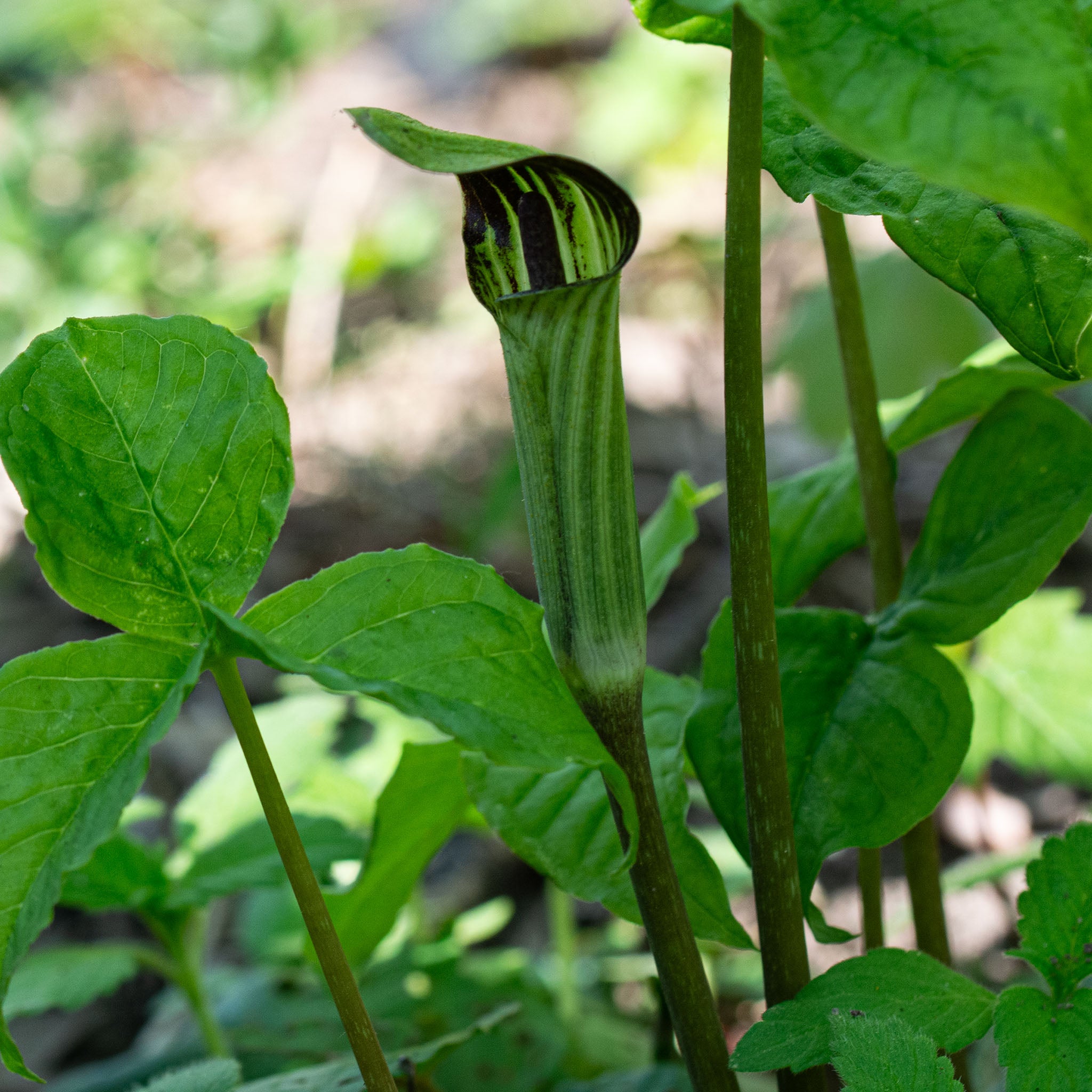 Wildflower, Jack-in-the-Pulpit