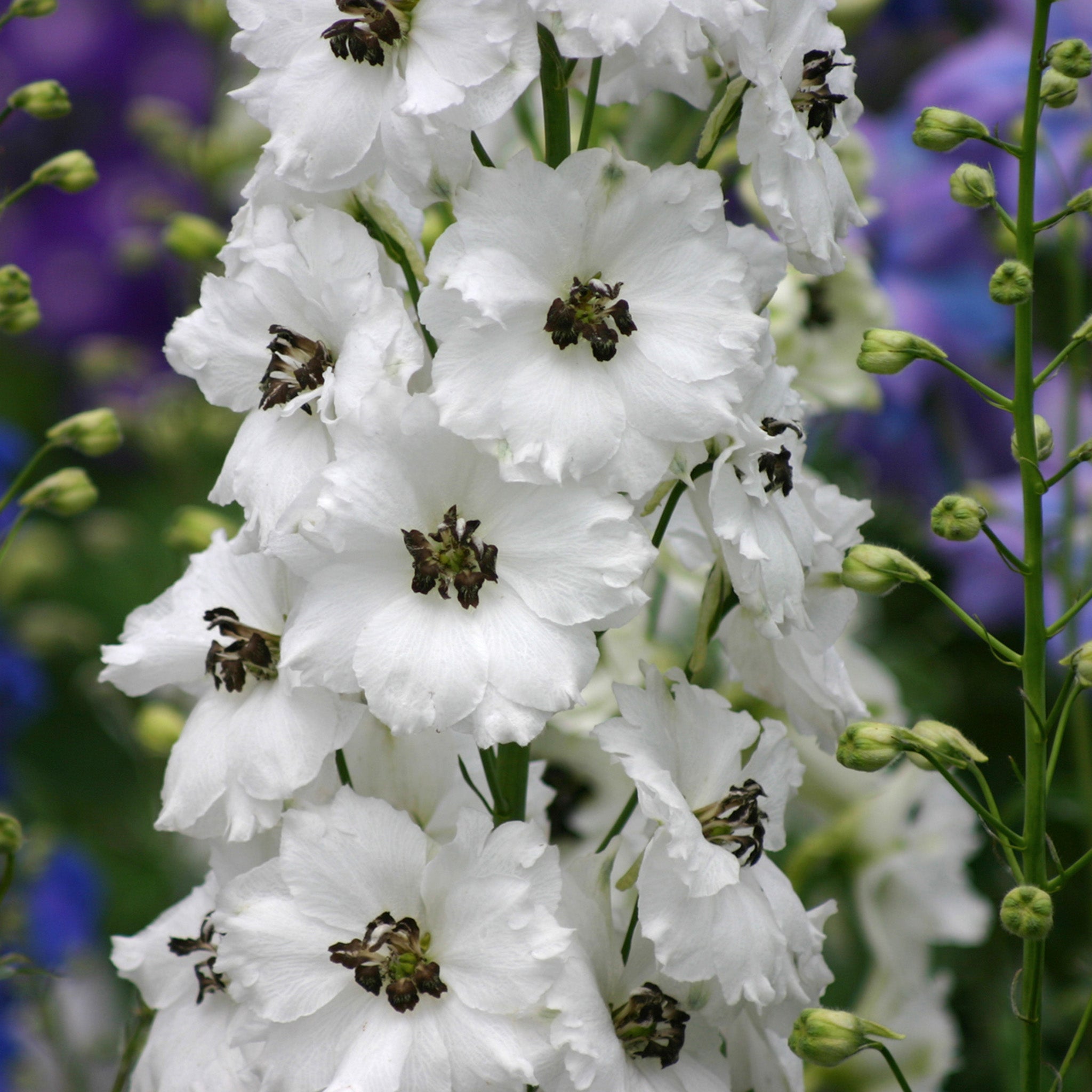 Delphinium, Black Eyed Angels