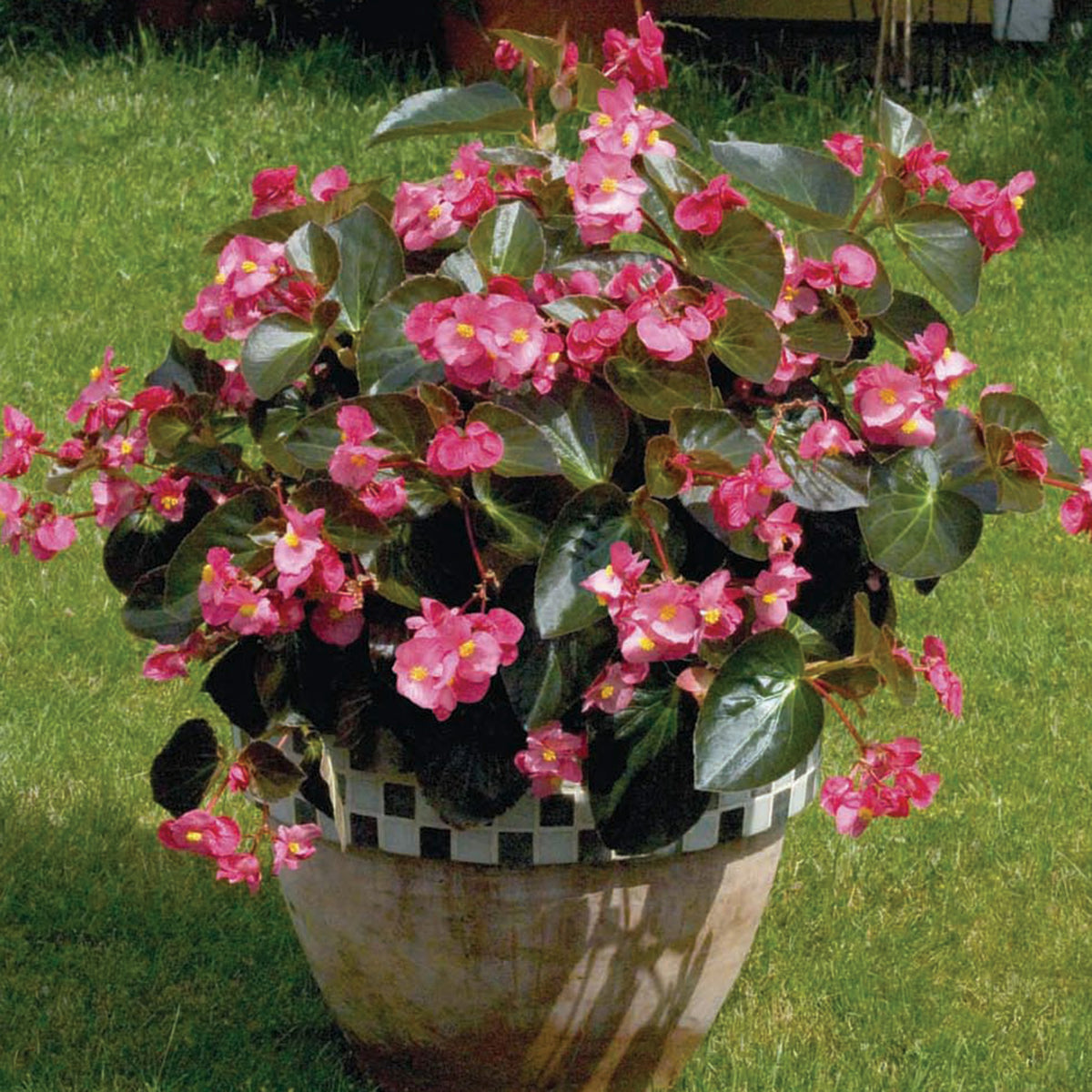 Begonia, Big® Rose with Bronze Leaf Hybrid