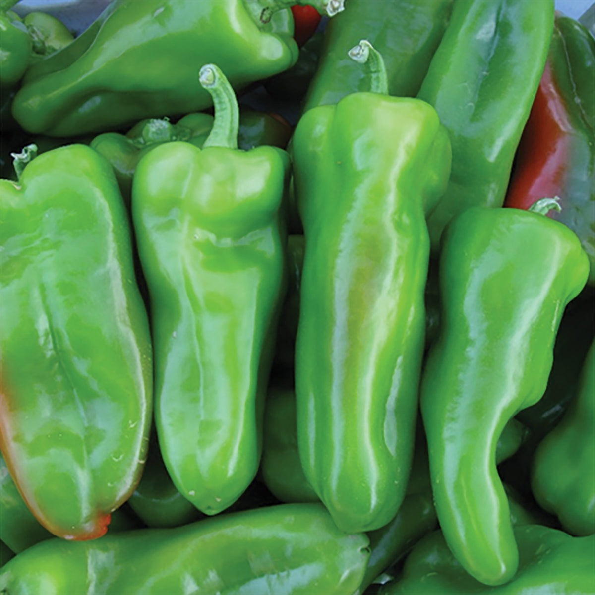 Pepper, Sweet, Havana Slamma Hybrid Cubanelle