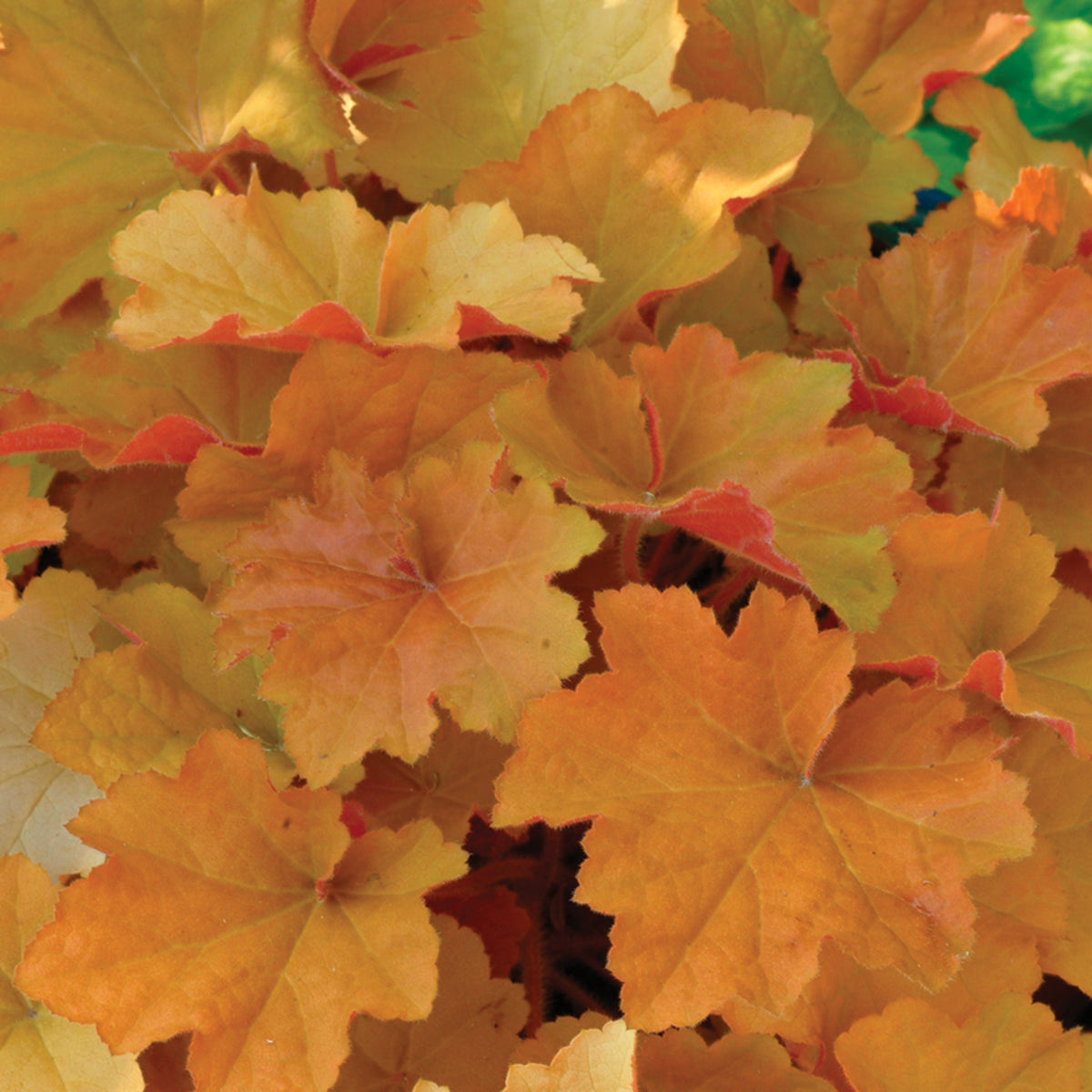 Heuchera, Caramel