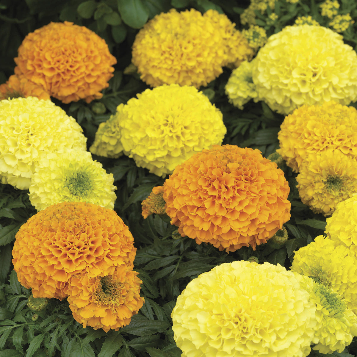 Marigold, Antigua™ Mix Hybrid