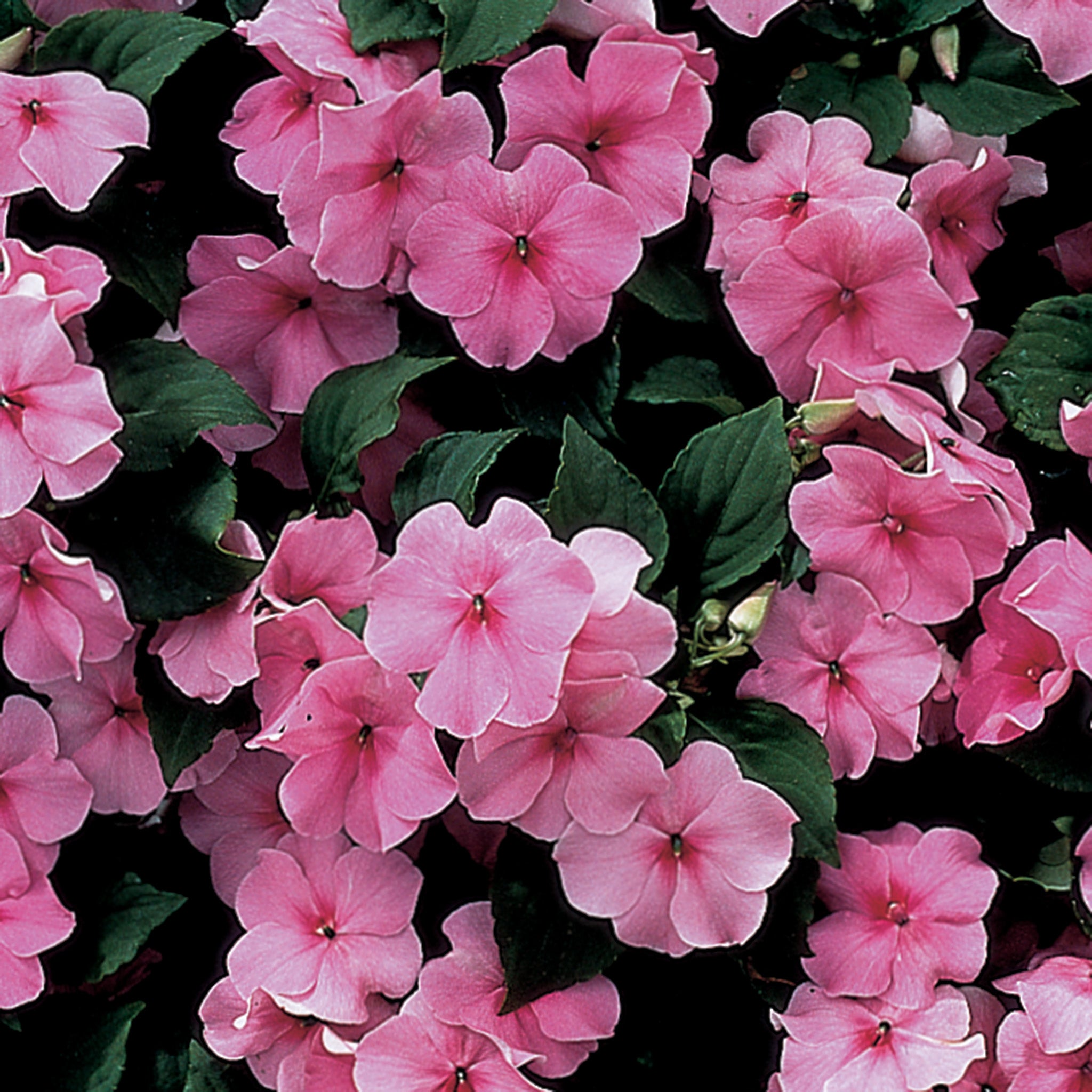 Impatiens, Accent™ Deep Pink Hybrid