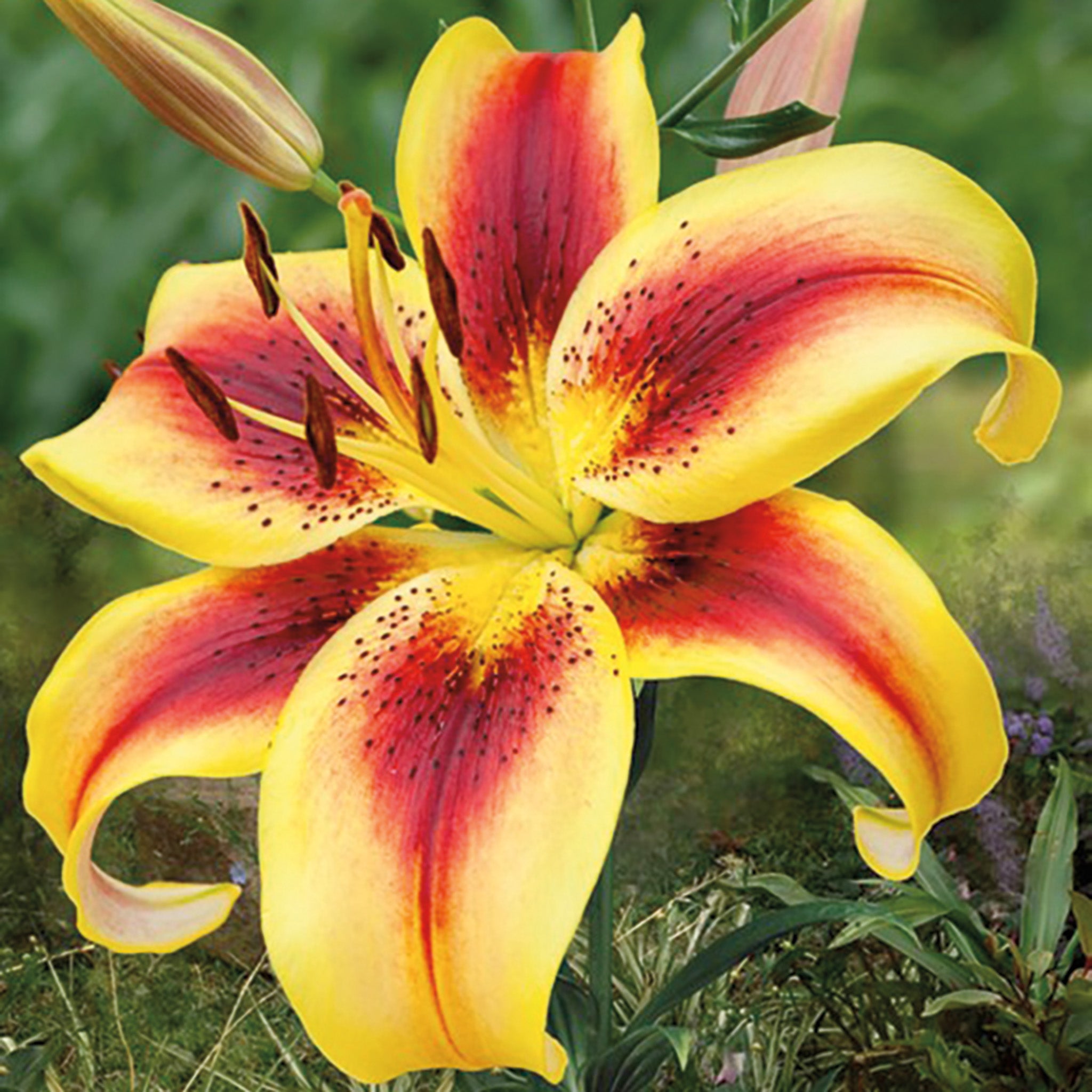 Lily, AOA Hybrid, Viva La Vida, Pack of 3