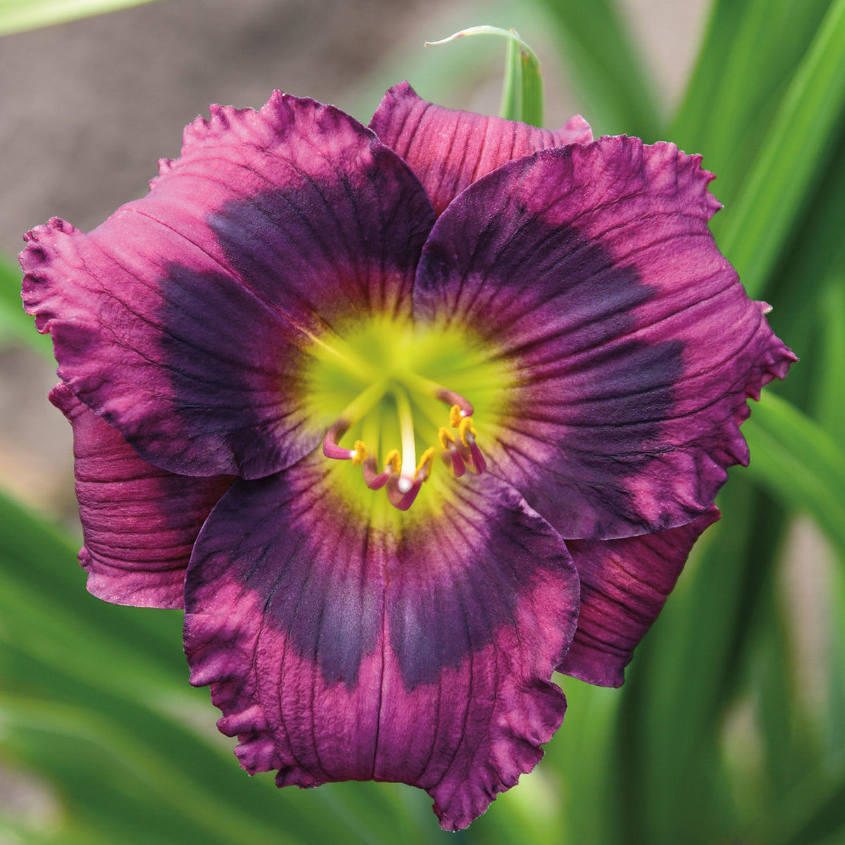 Daylily, Kansas Kitten
