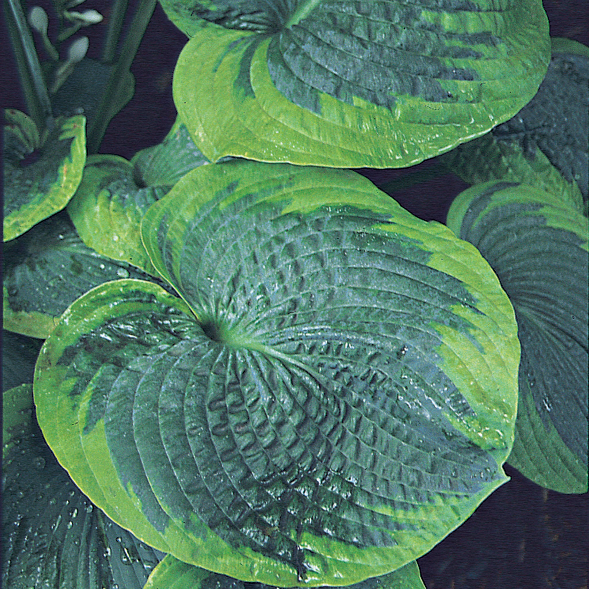 Hosta, Olive Bailey Langdon
