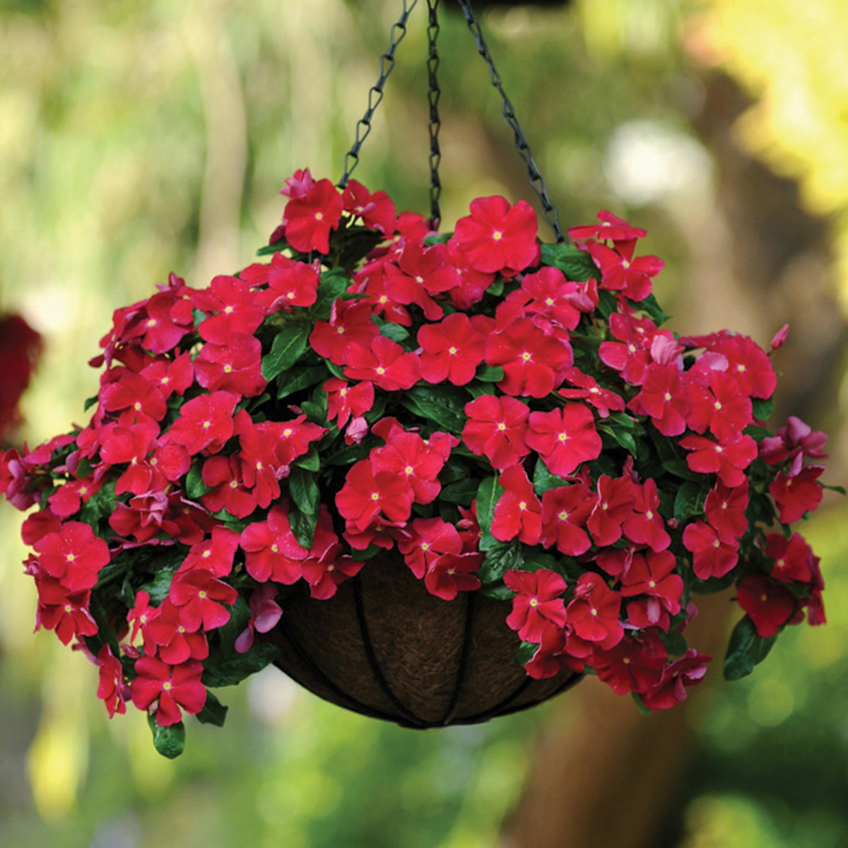 Vinca, Mediterranean XP Red